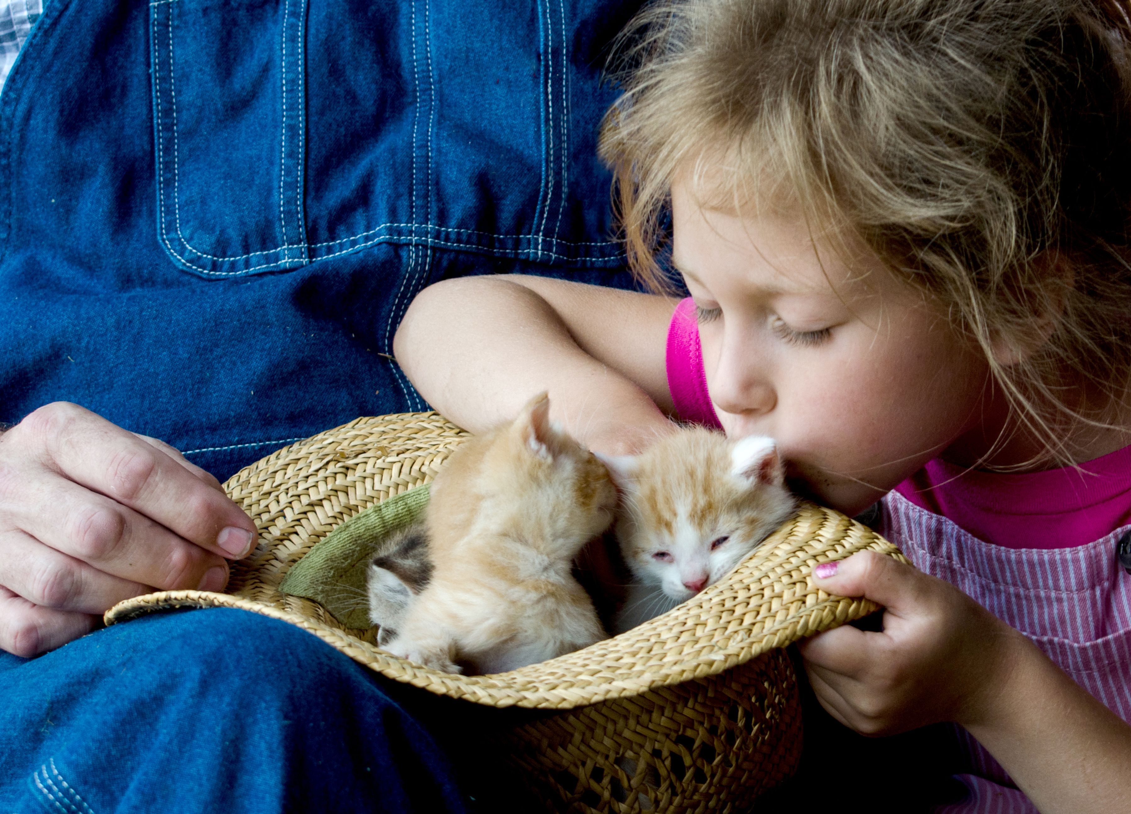 Little girl kissing two yellow kittens sitting in a straw hat.