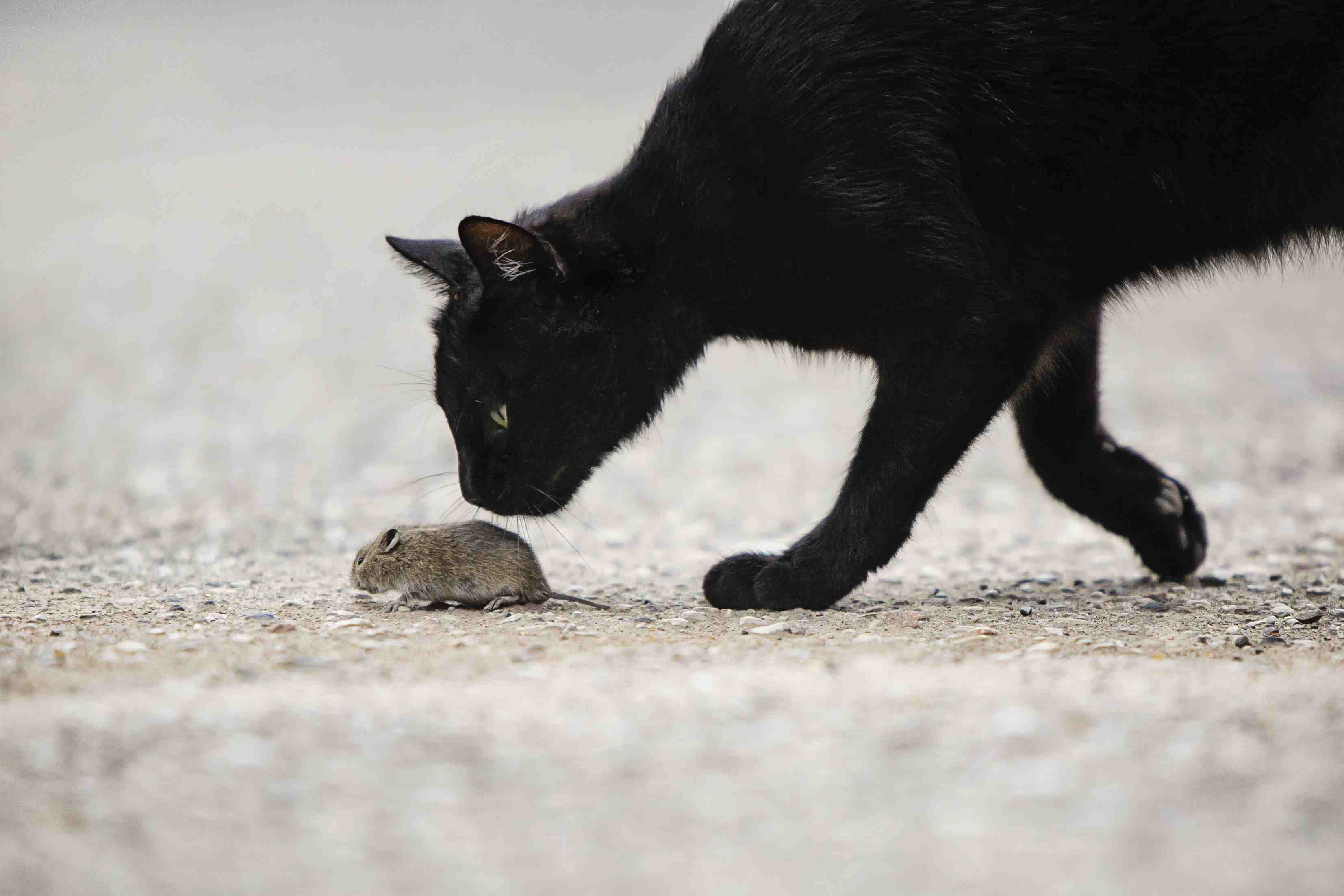 Black cat sniffing at a mouse.