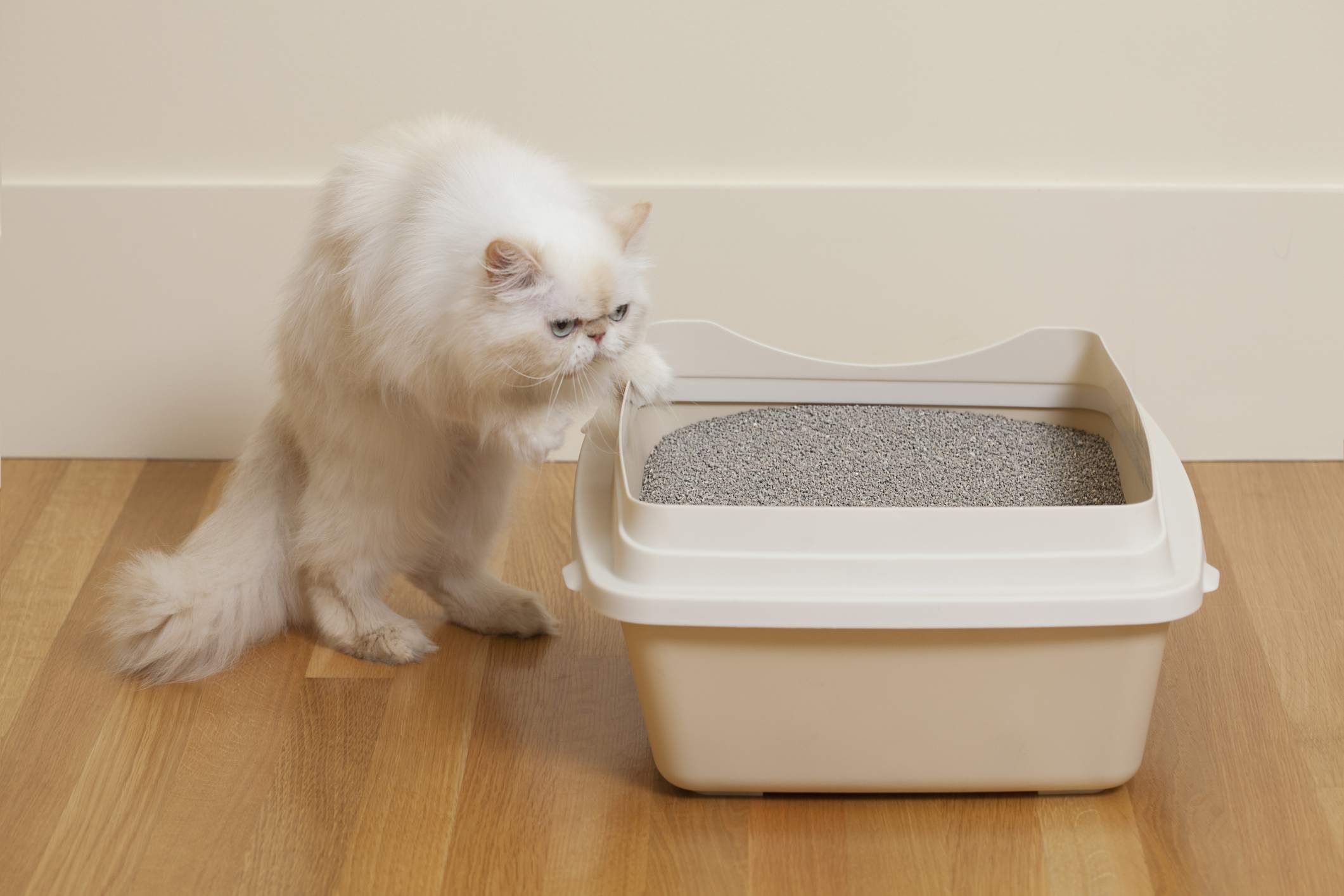 White Persian cat approaching a litter box.