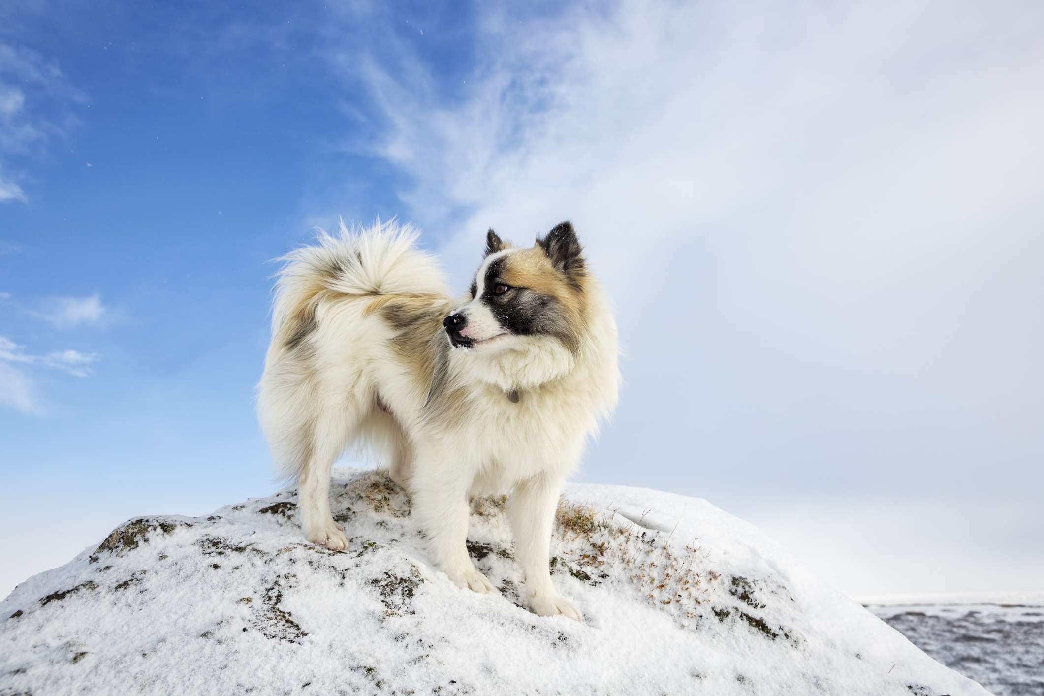 Icelandic Sheepdog standing on a snowy peak