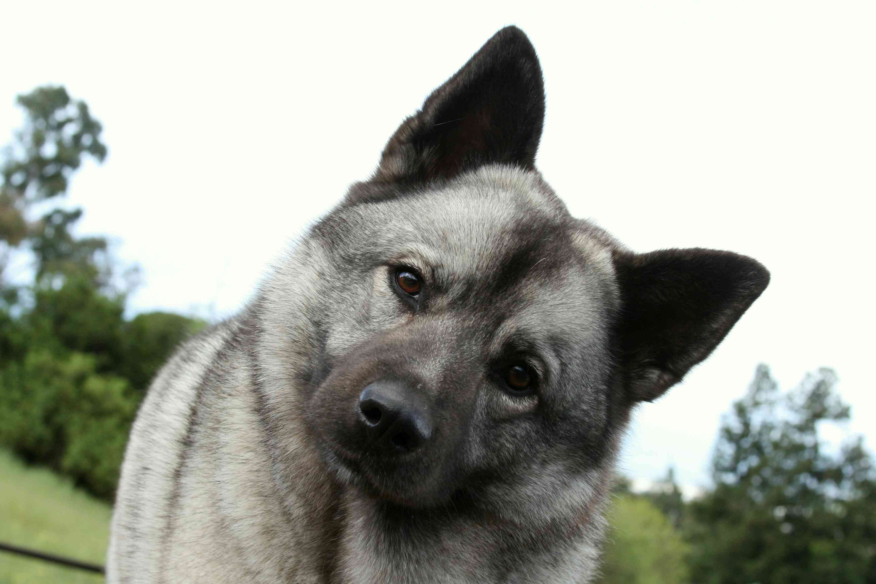 Norwegian Elkhound profile shot with head tilting to the sides