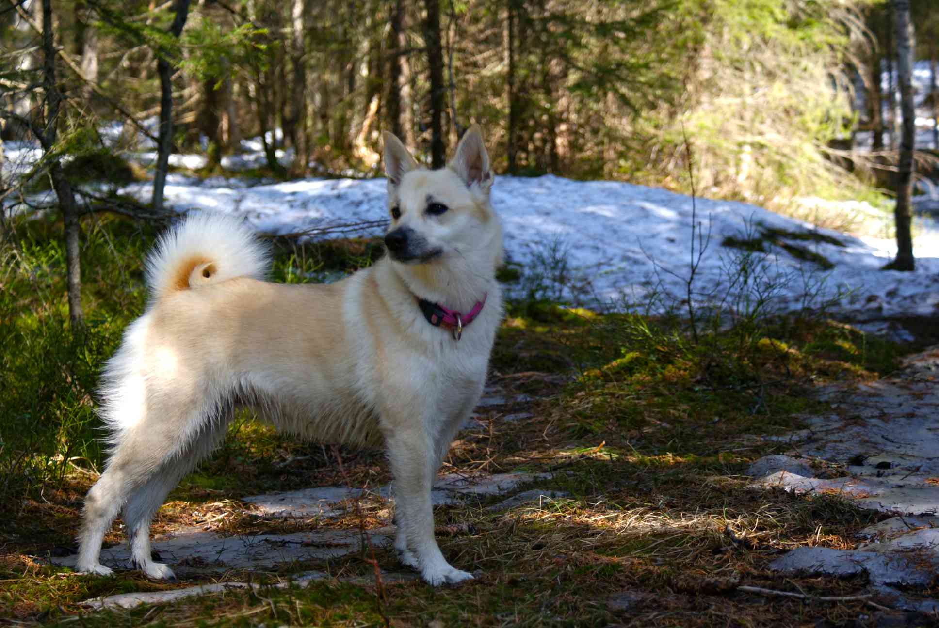 Norwegian Buhund standing in a snowy forest