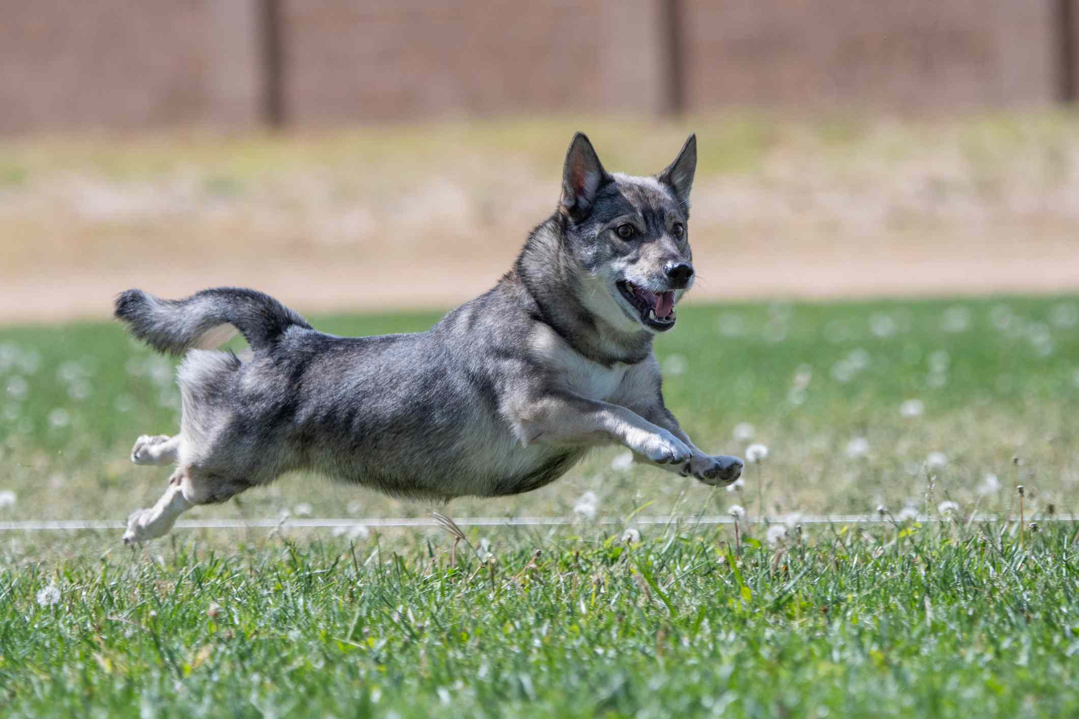 Swedish Vallhund running fast on grass