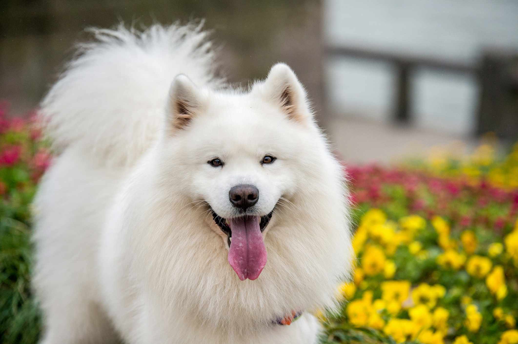 Samoyed standing in front of a bed of flowers