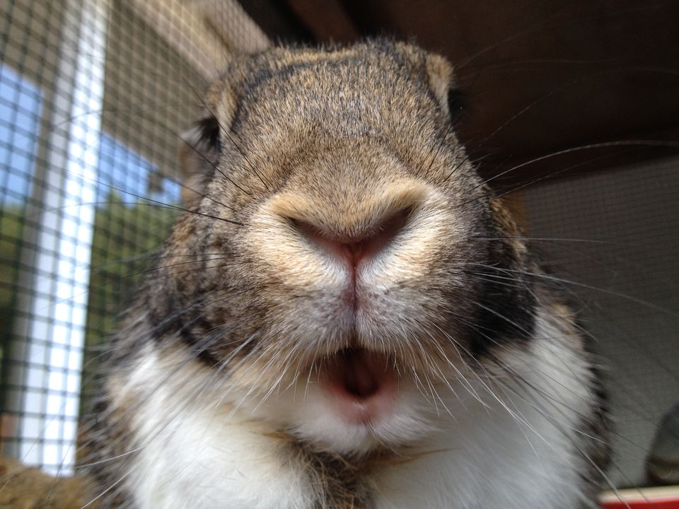 Rabbit close-up