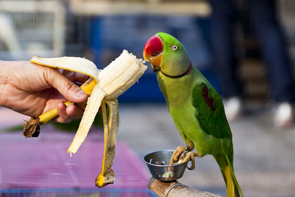 Parrot eating a banana