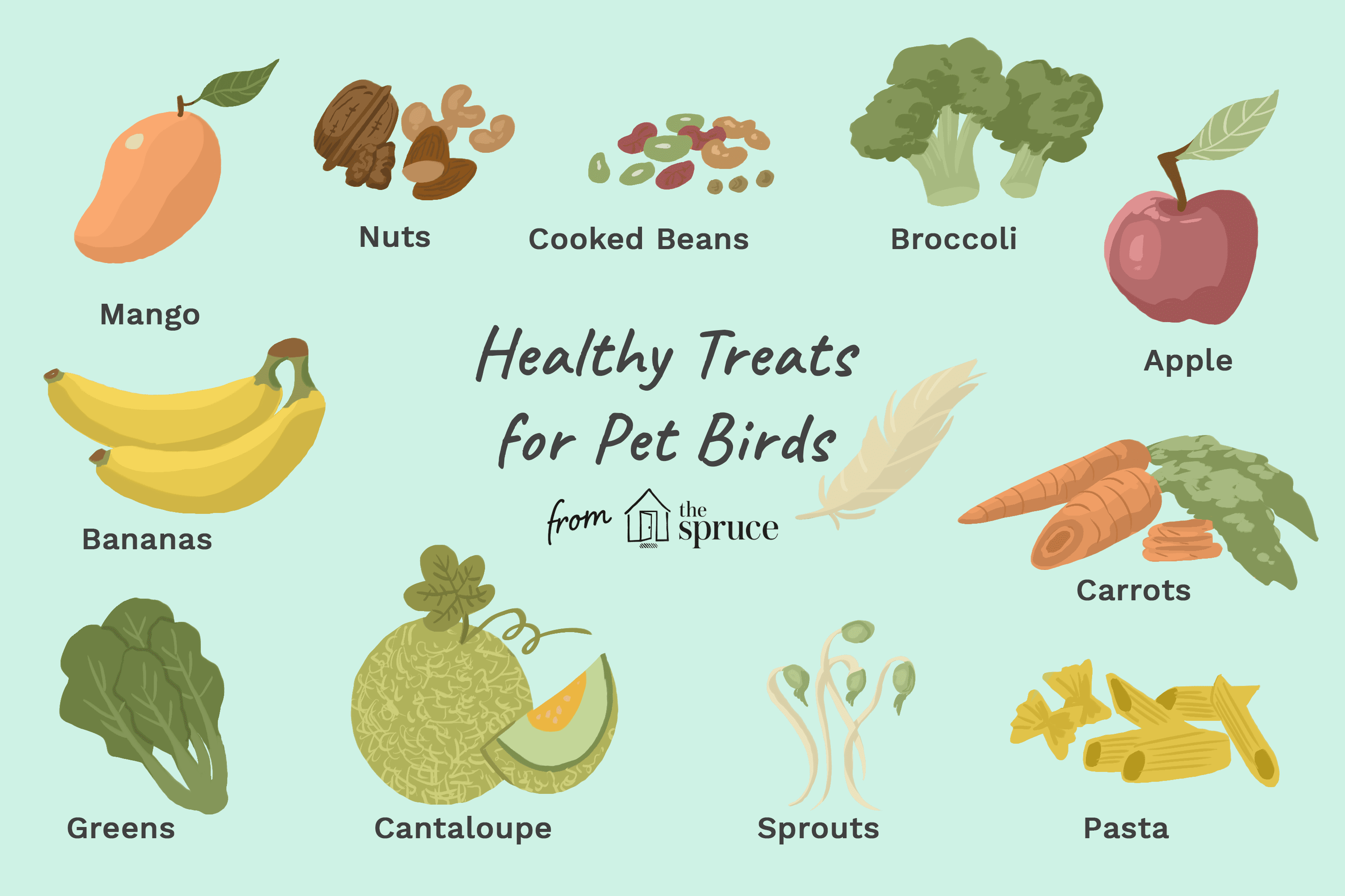 Illustration of healthy treats for pet birds