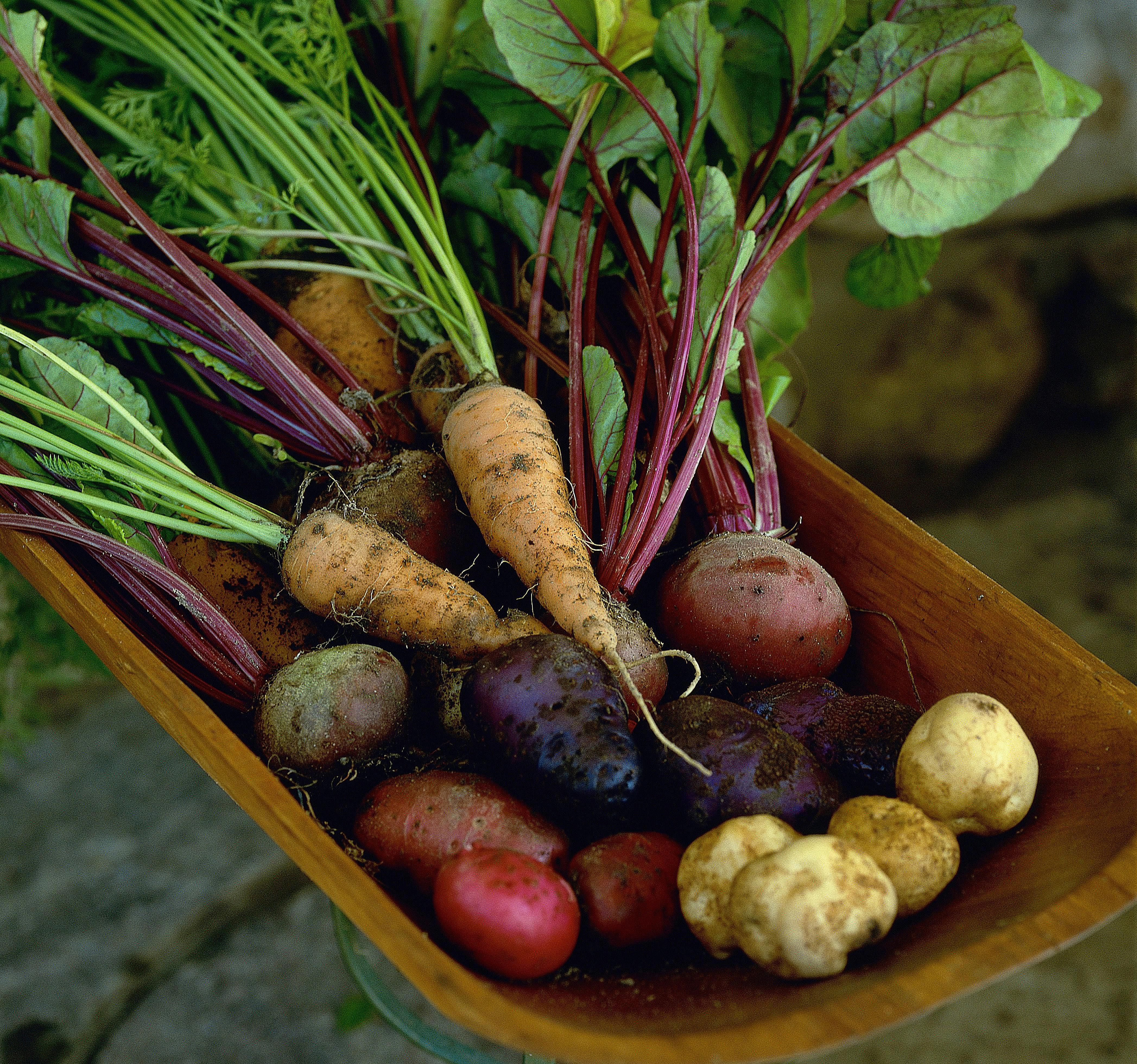 A bowl of fresh root vegetables