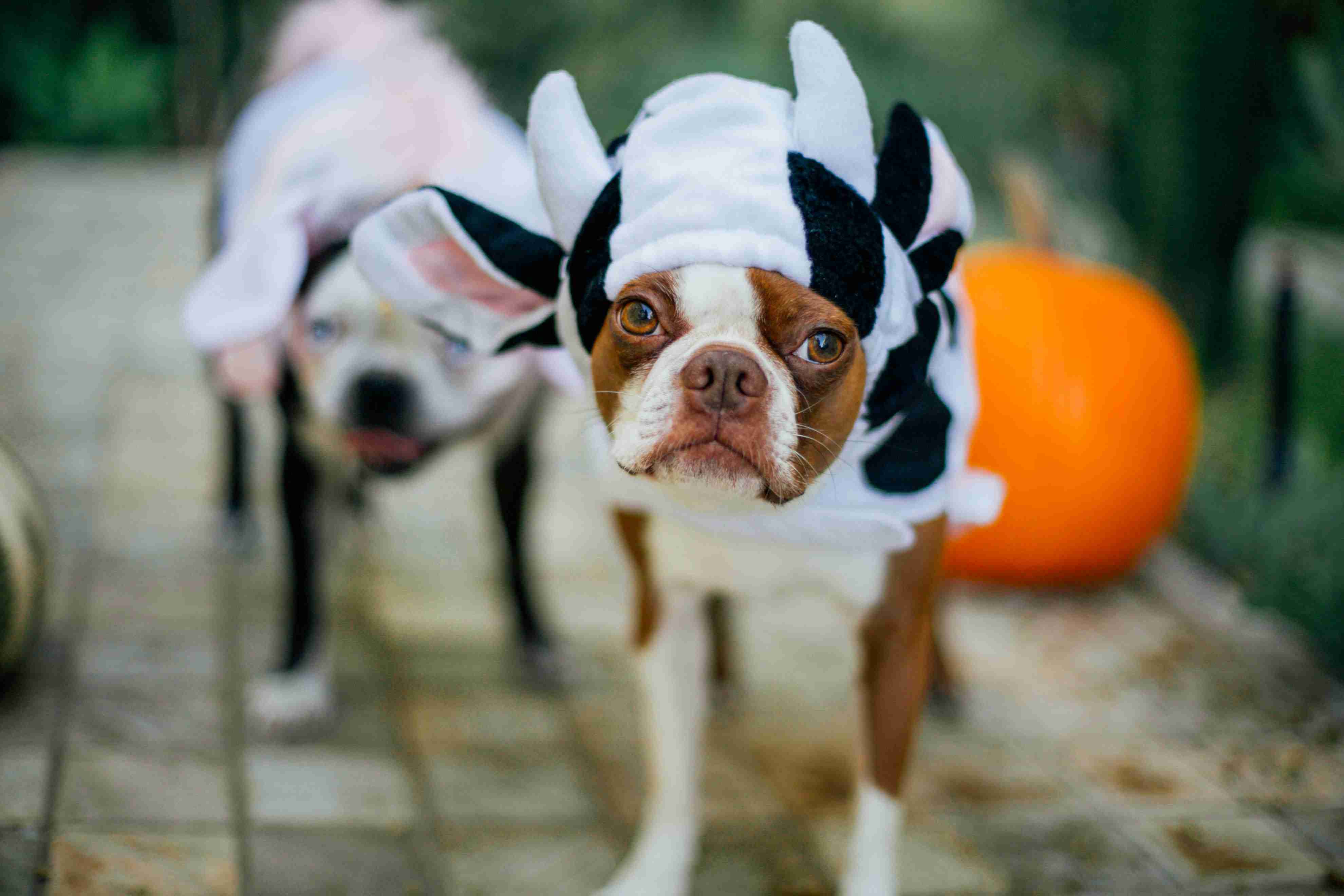 sad dog dressed in costume