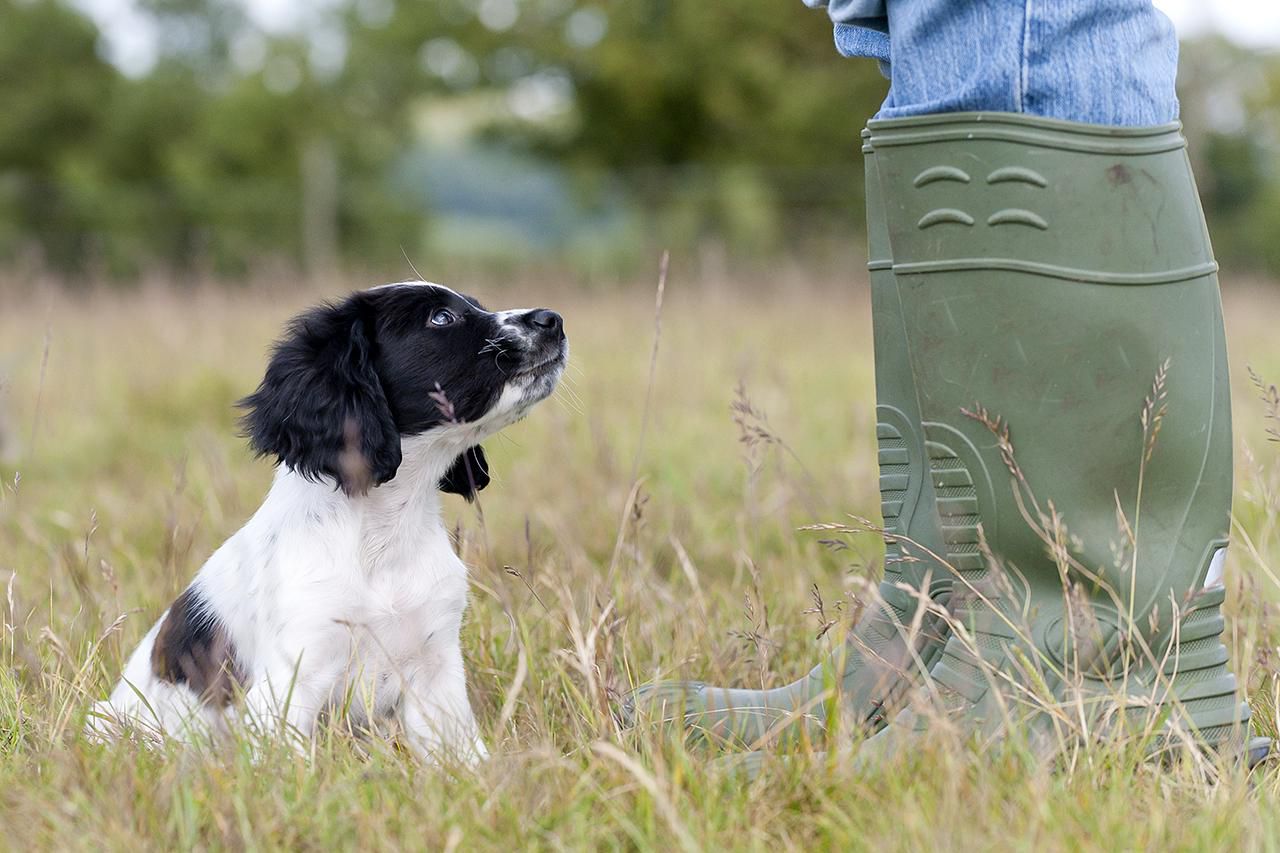puppy in field with owner