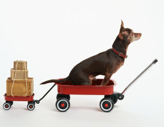 A Chihuahua dog in a wagon with boxes