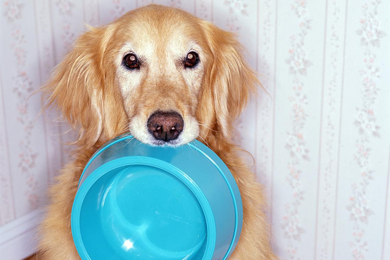 hungry dog with bowl