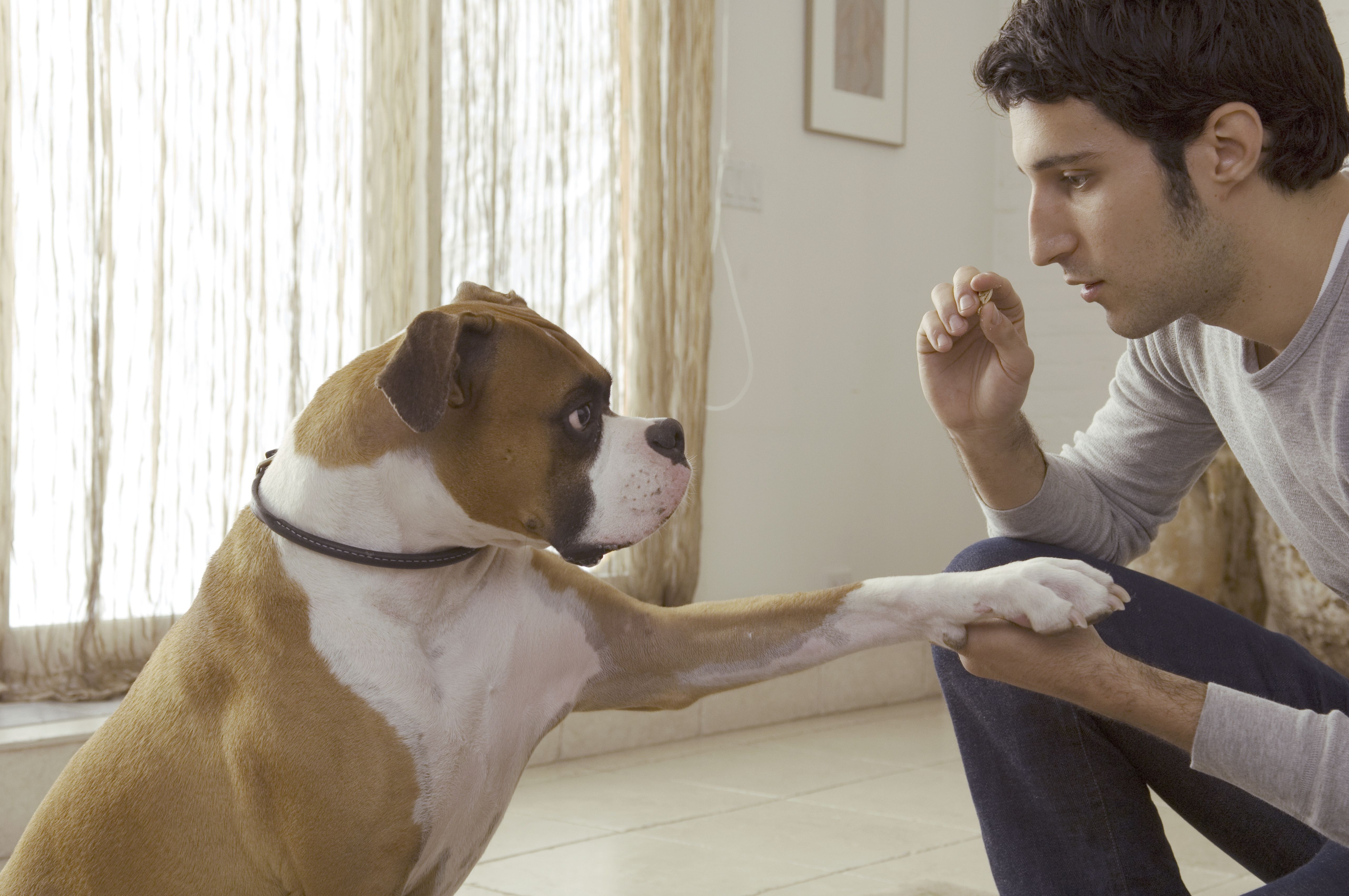 dog trainer or behaviorist with dog