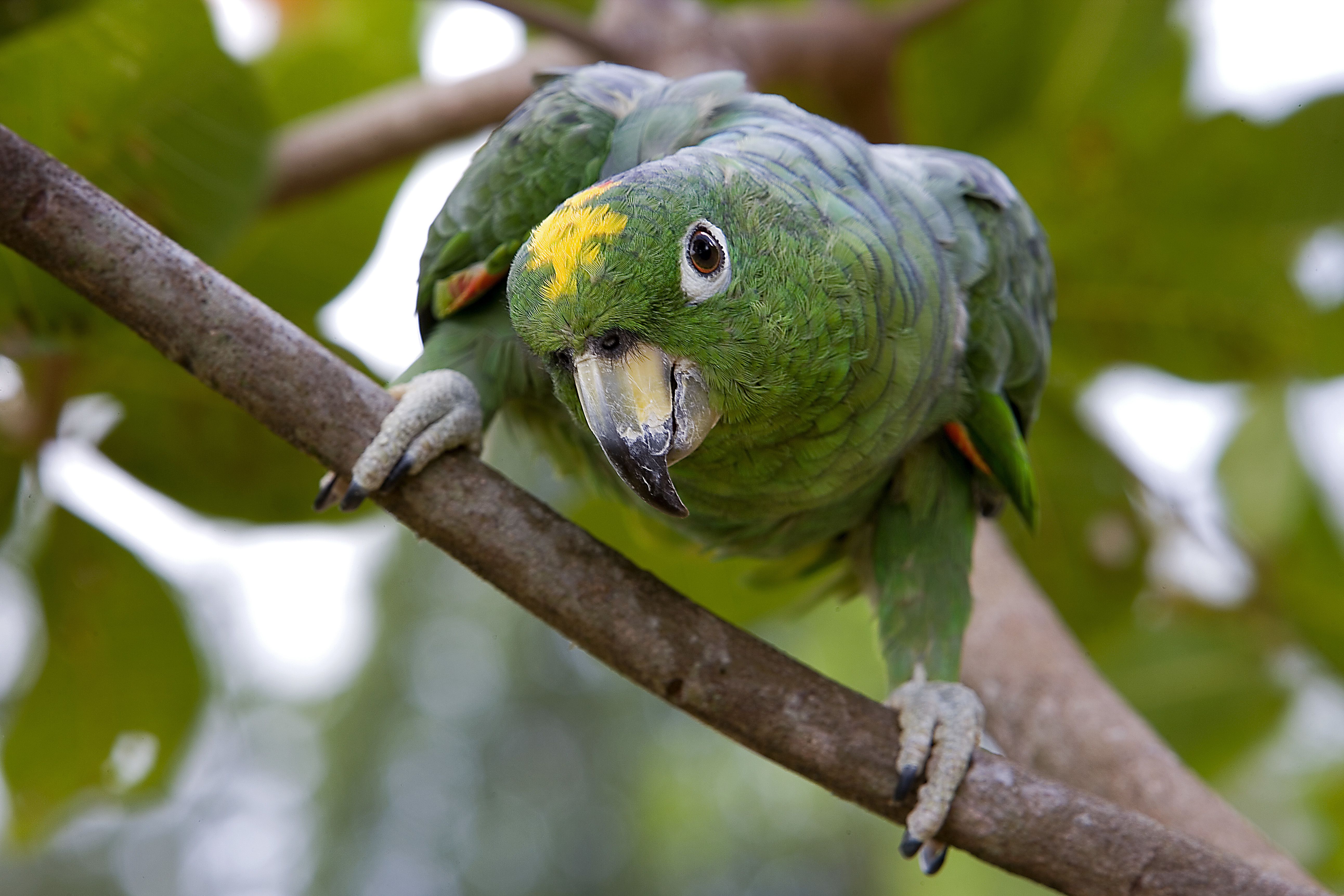 Portrait of a Mealy Amazon Parrot