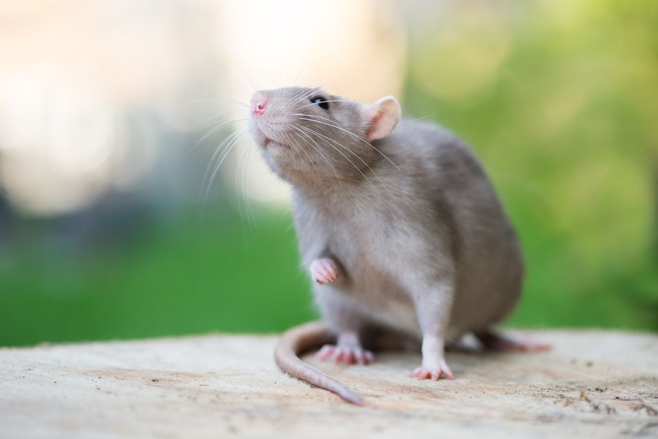 grey pet rat posing outdoors in summer