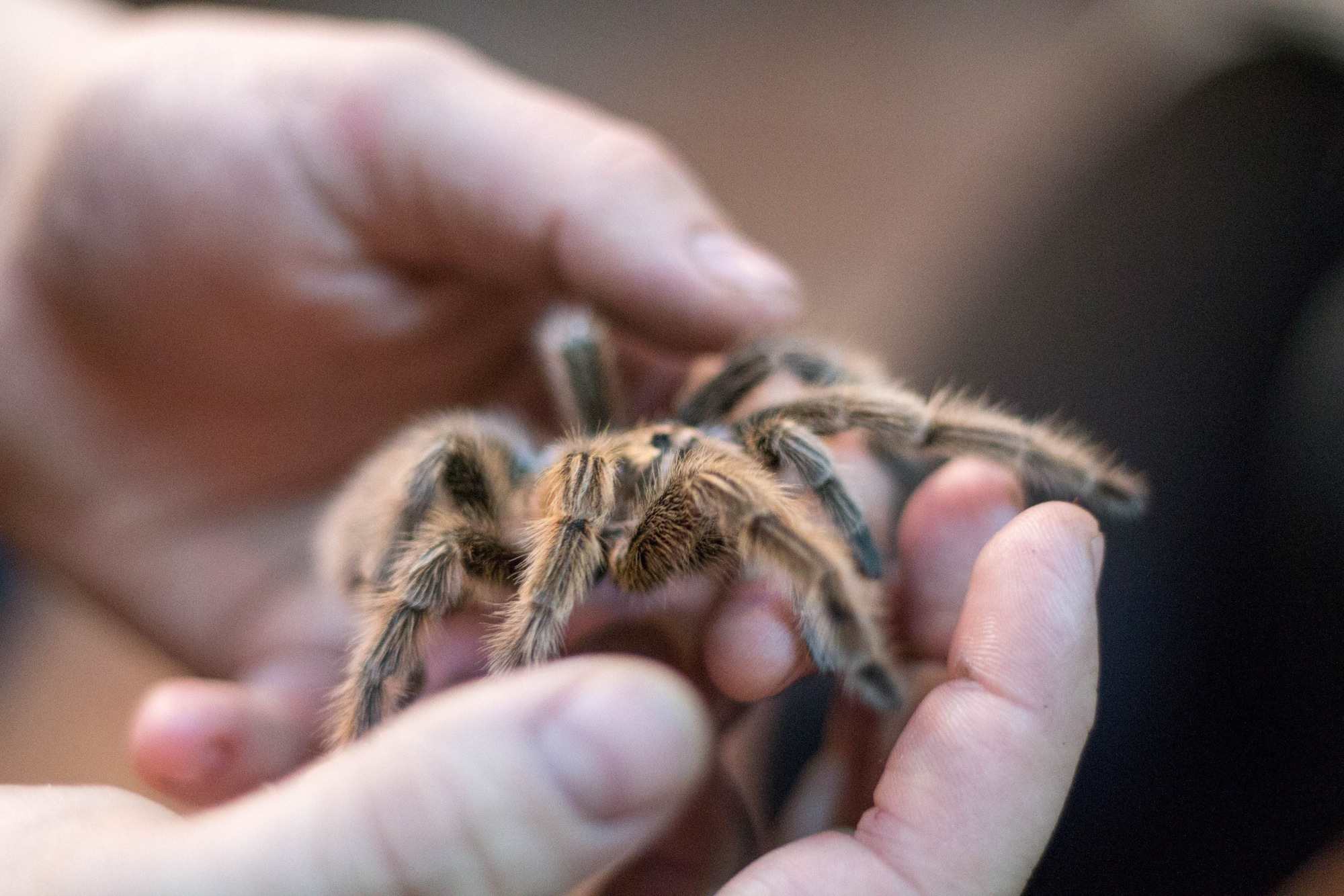 Tarantula in person's hands