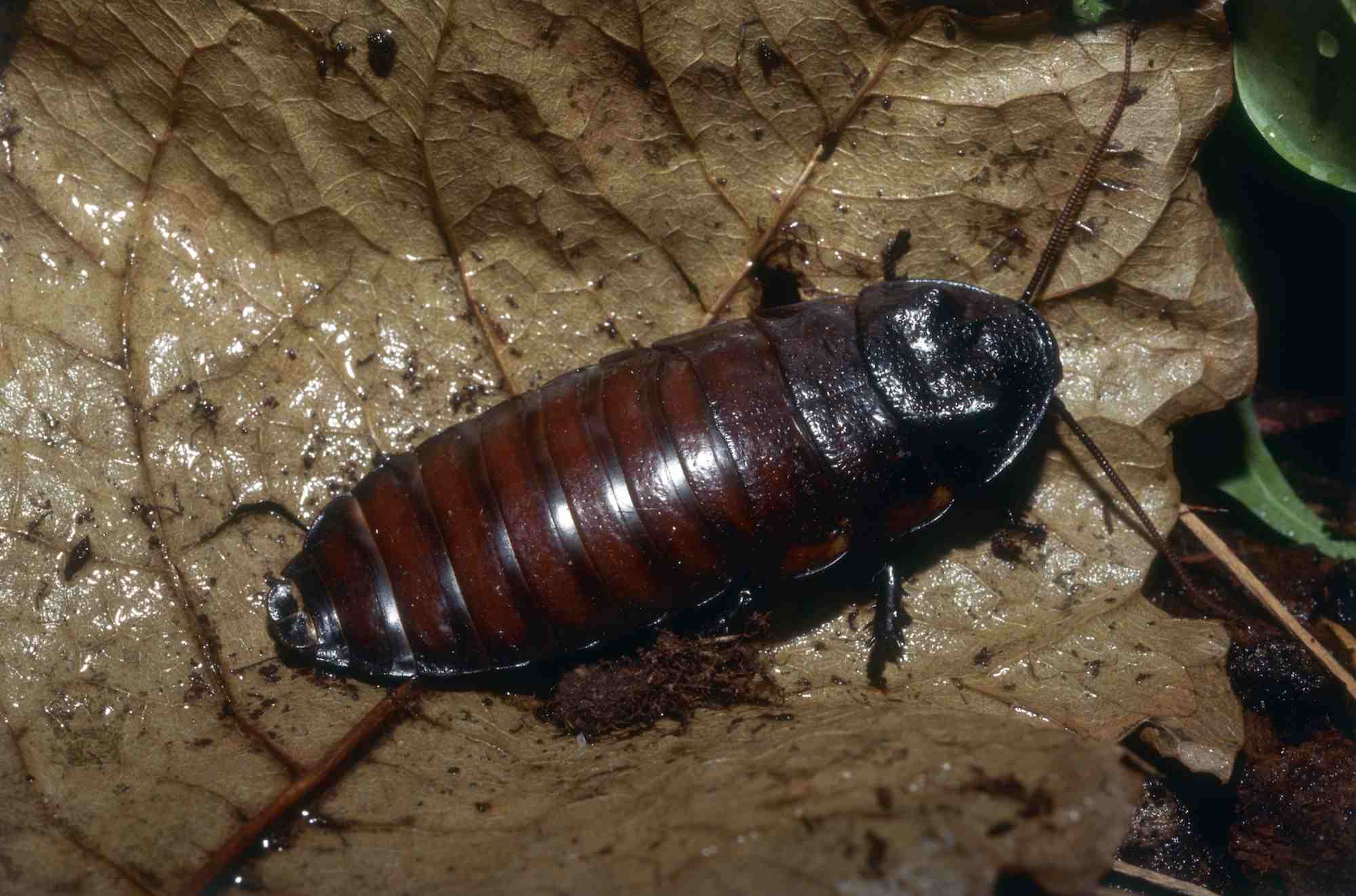Madagascar hissing cockroach on a leaf