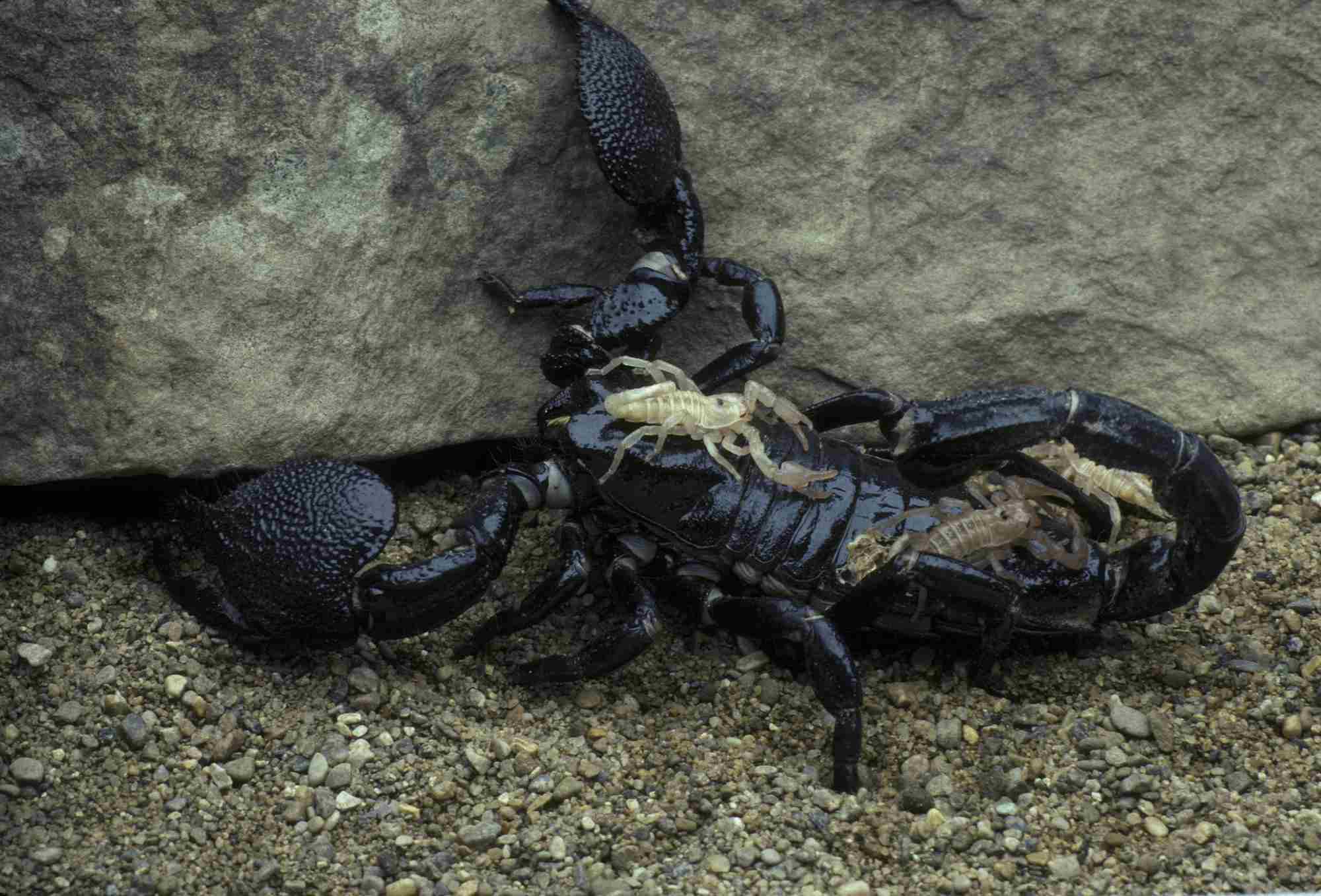 female emperor scorpion with babies