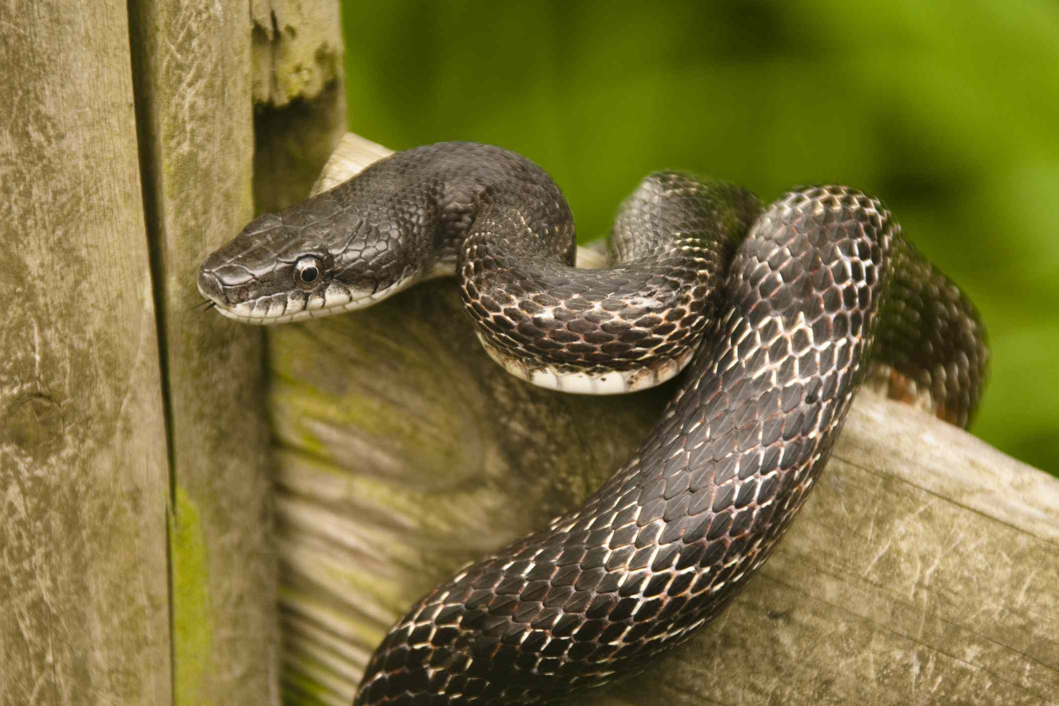 Black rat snake on a fence