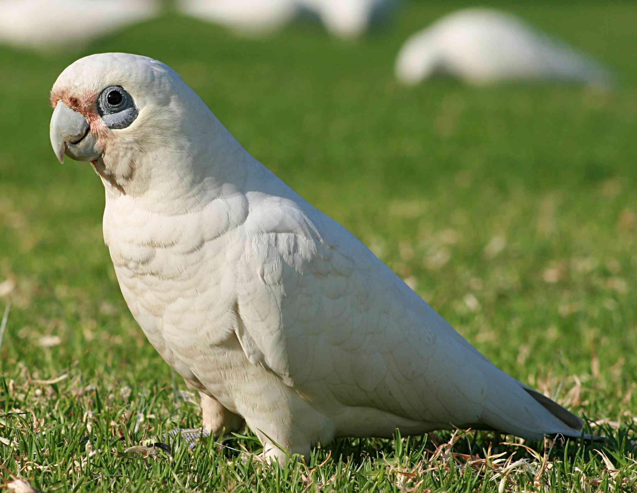 bare-eyed cockatoo standing on grass