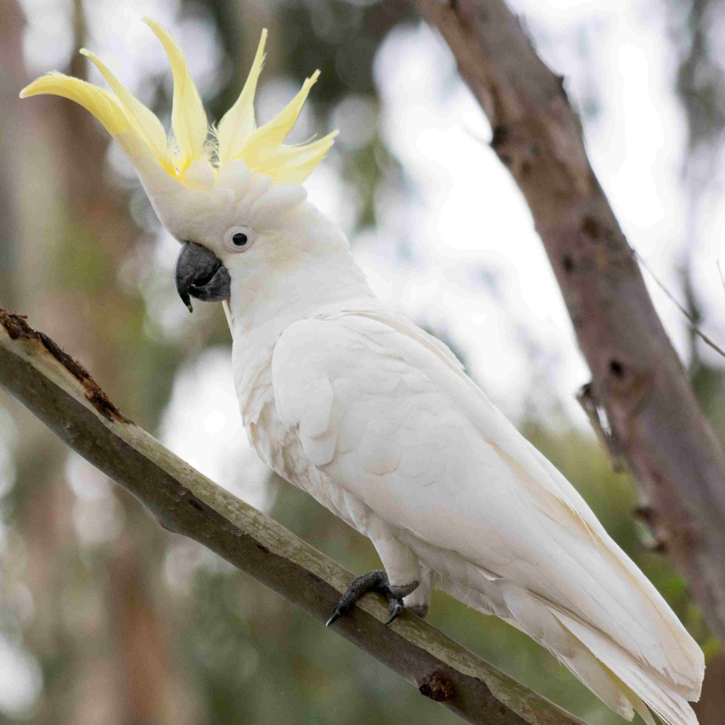sulphur-crested cockatoo in a tree