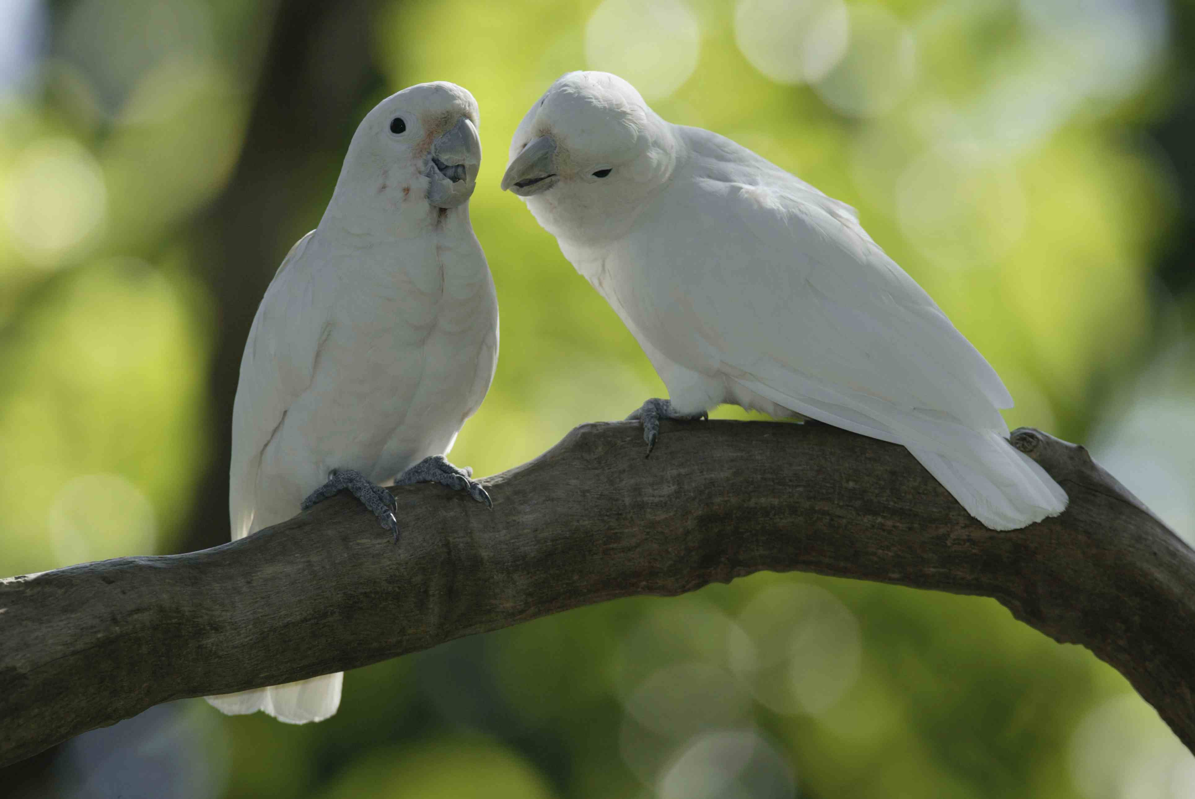 Goffin's cockatoo pair in a tree
