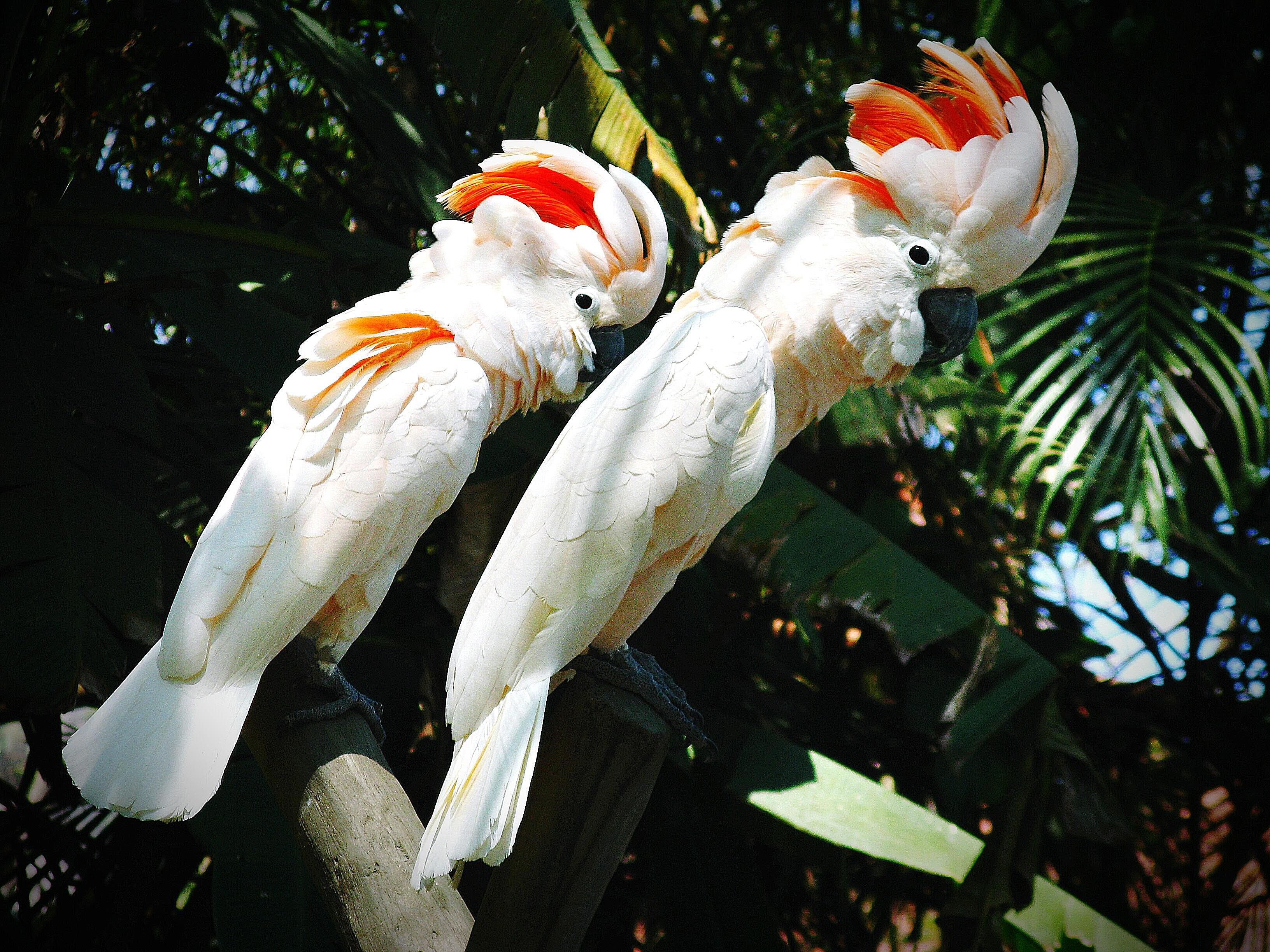 Moluccan cockatoo pair perching in a tree