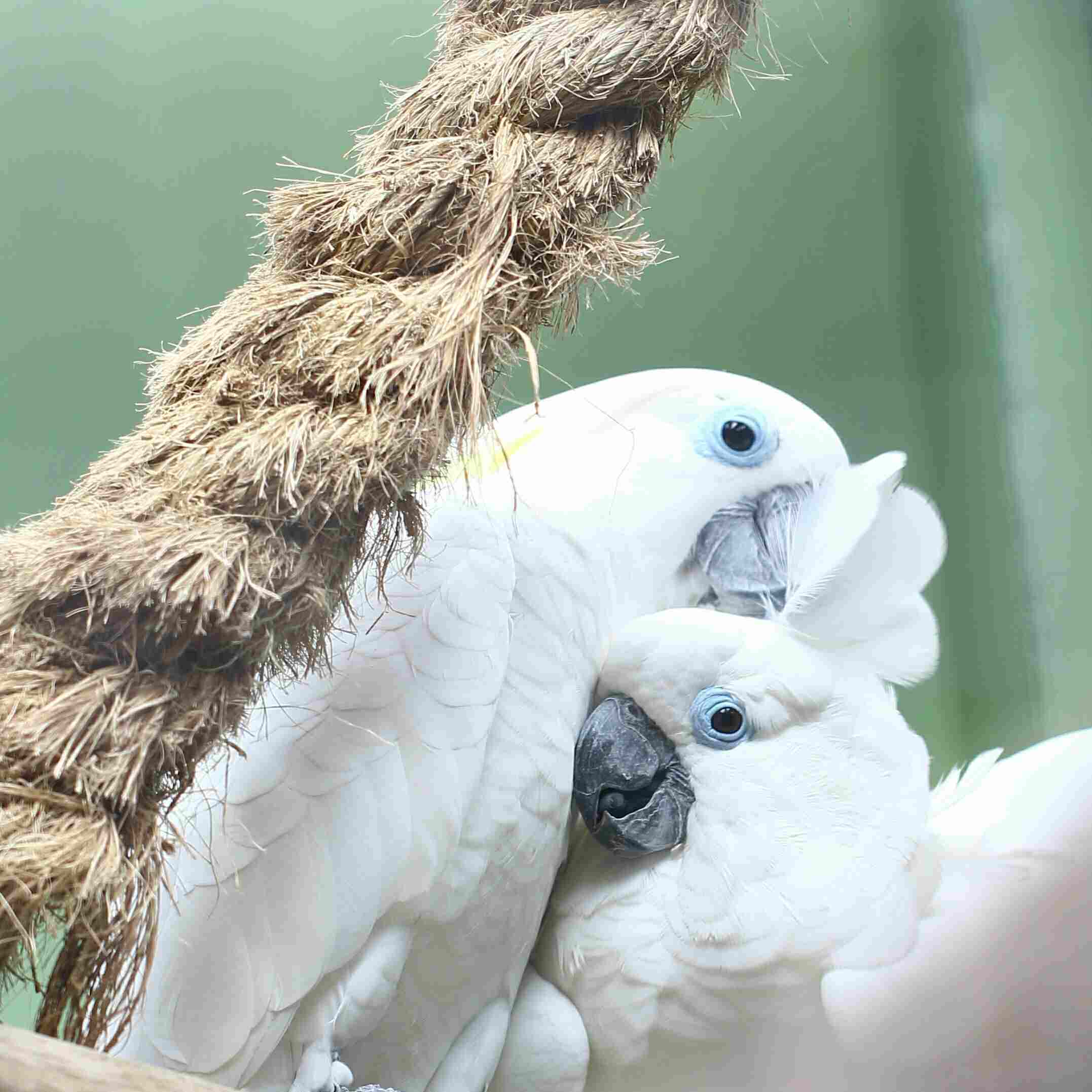 umbrella cockatoos preening