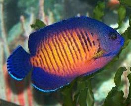 Coral Beauty Angelfish (Centropyge bispinosus)