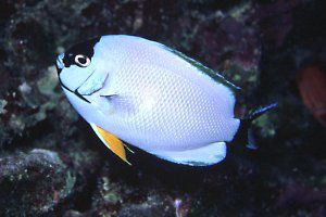 Masked Angelfish (In transition to Male)