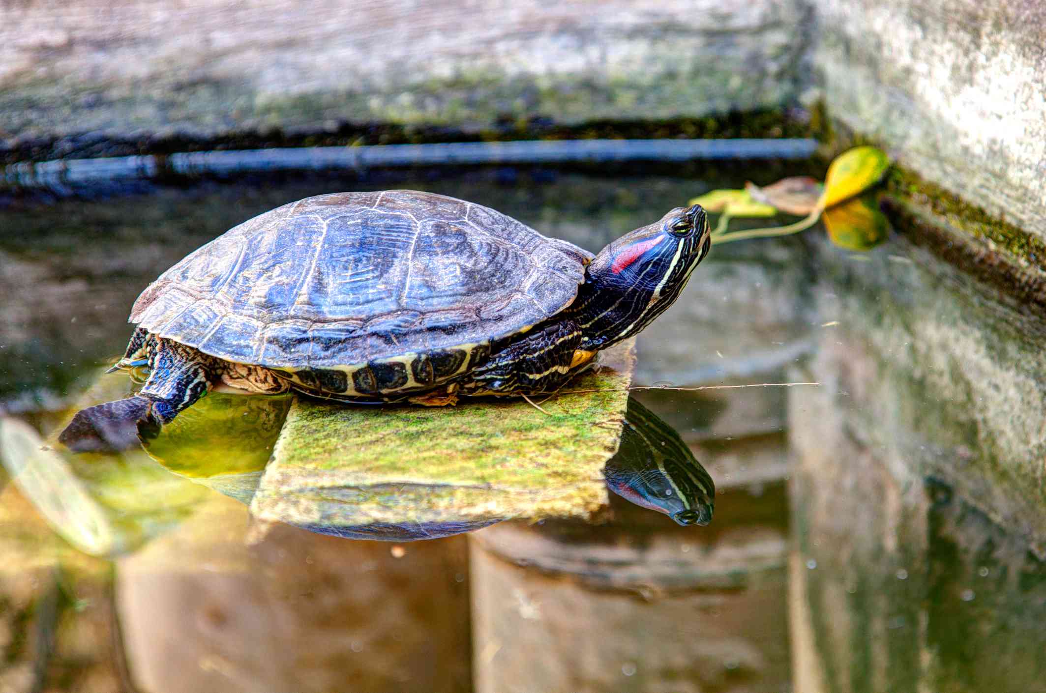 Red Eared Slider Turtle Basking on a stone