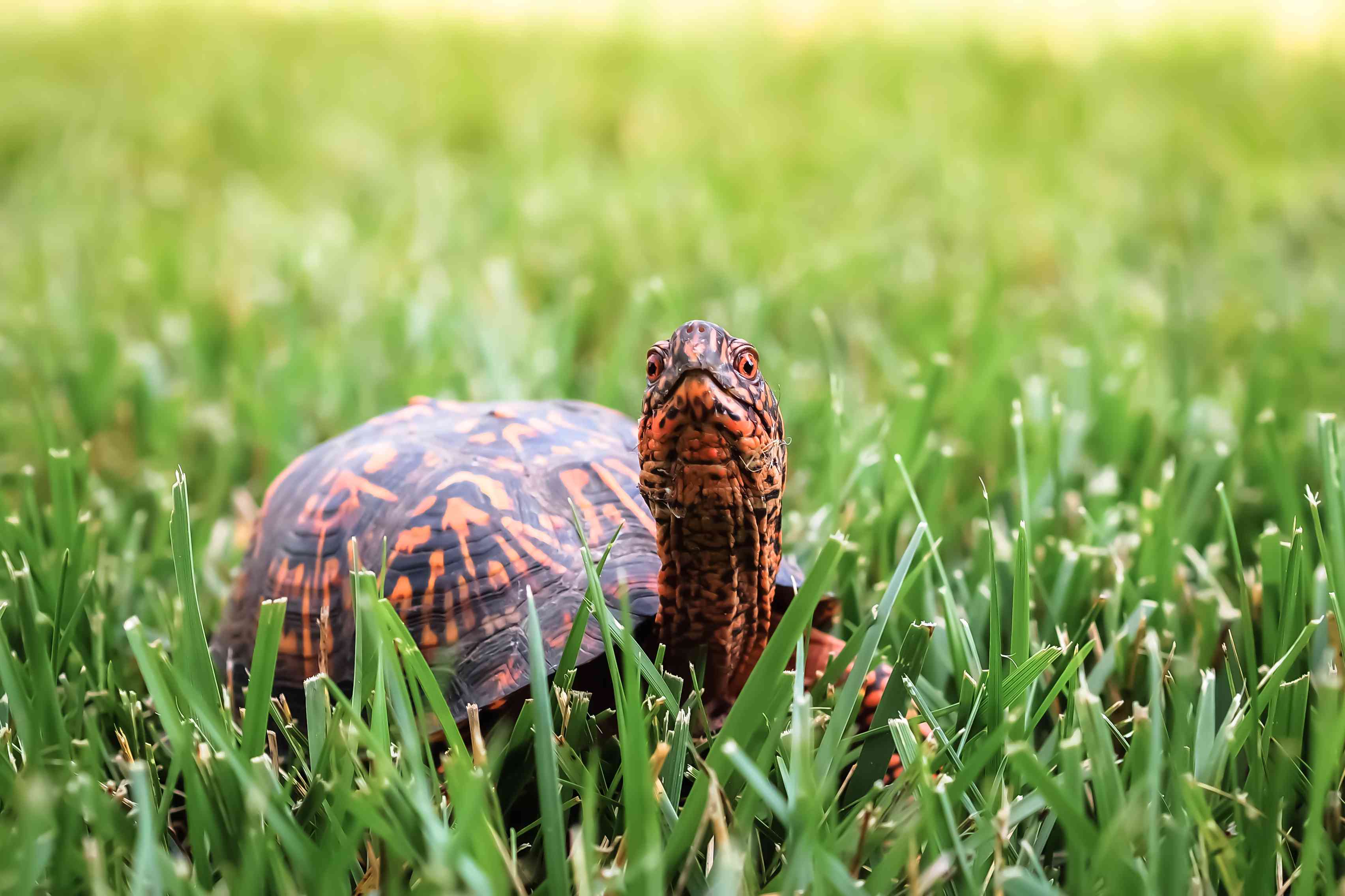 Eastern Box Turtle with stretched neck in grass