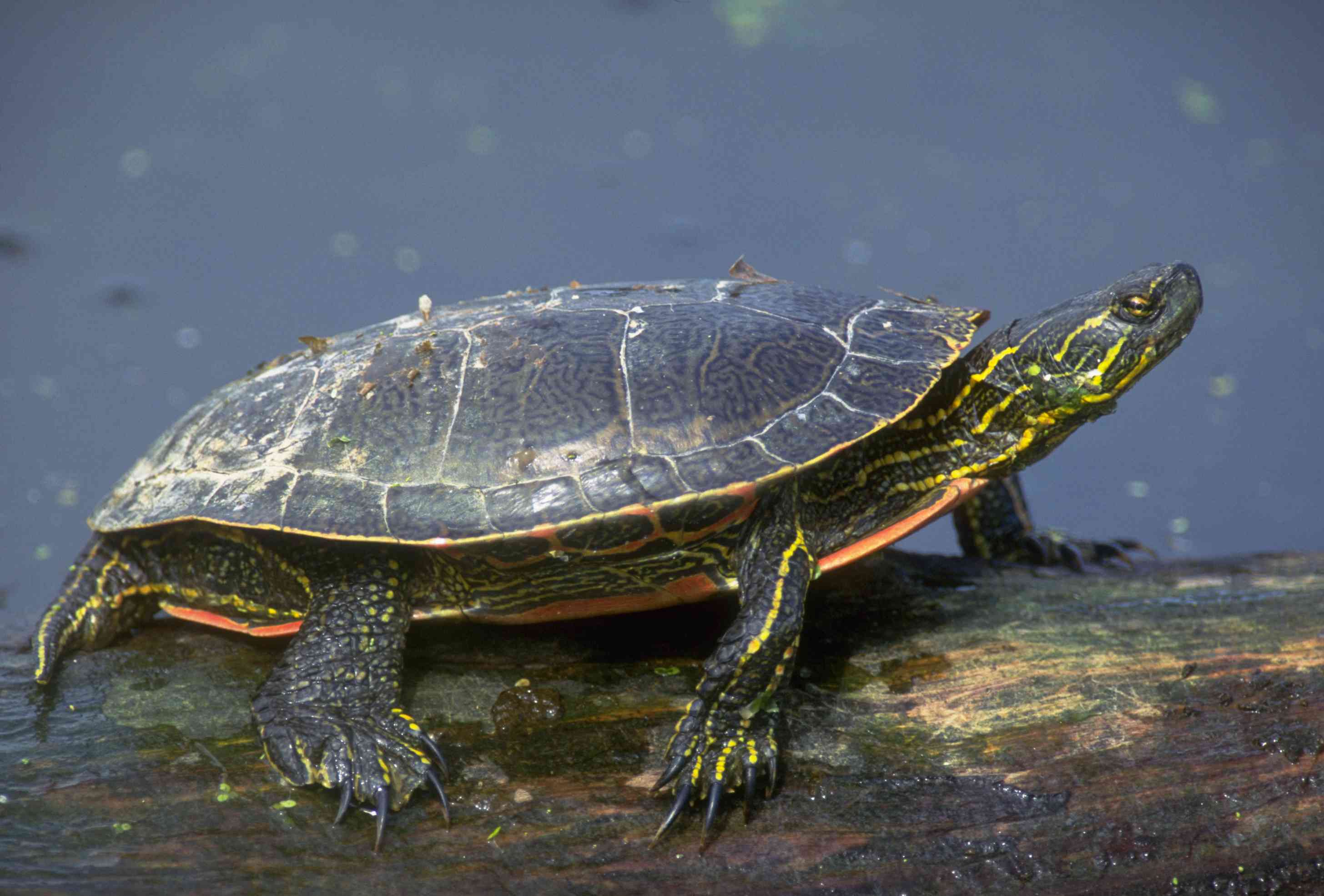 Western Painted Turtle climbing on a log