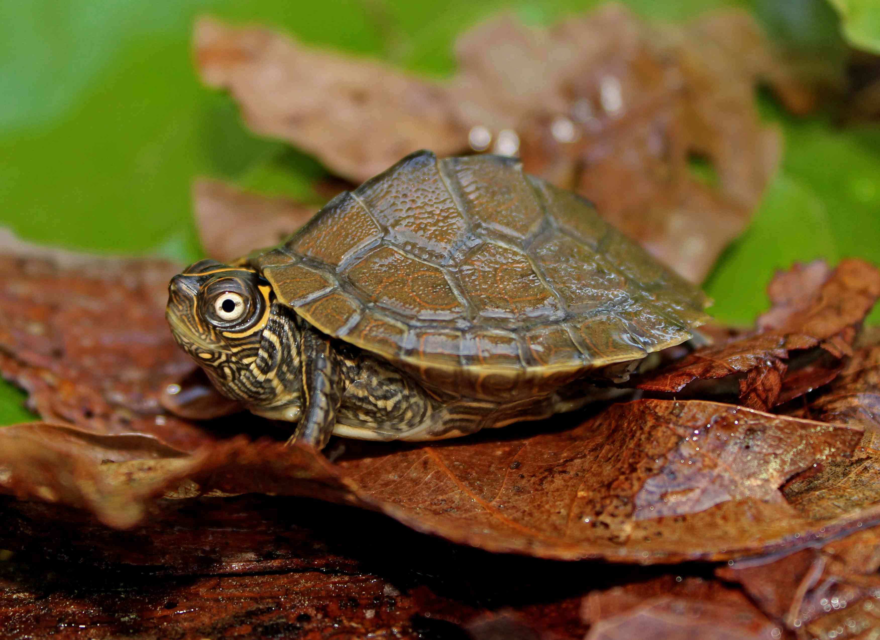 Mississippi Map Turtle basking on leaves