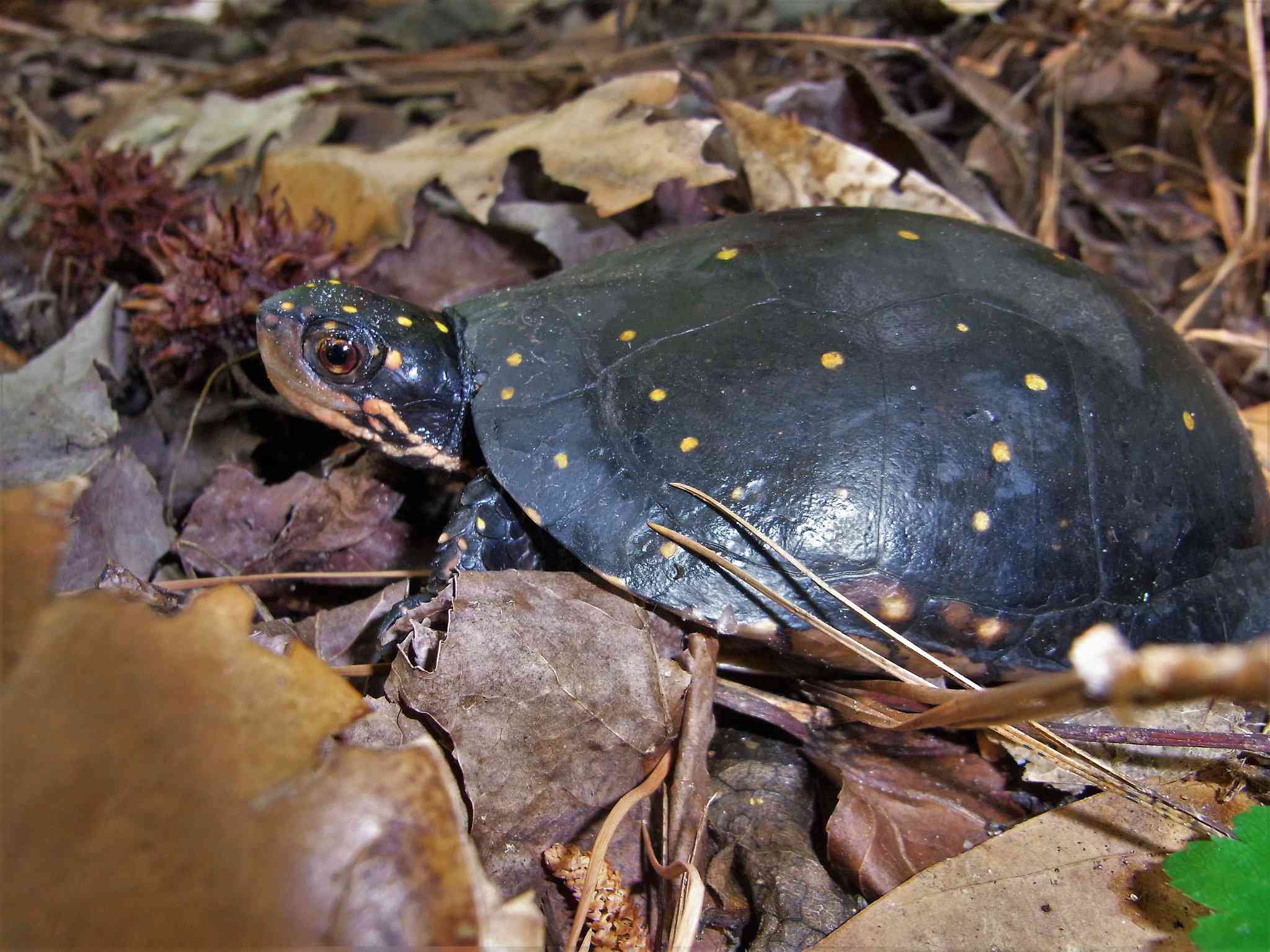 Spotted Turtle walking through leaves