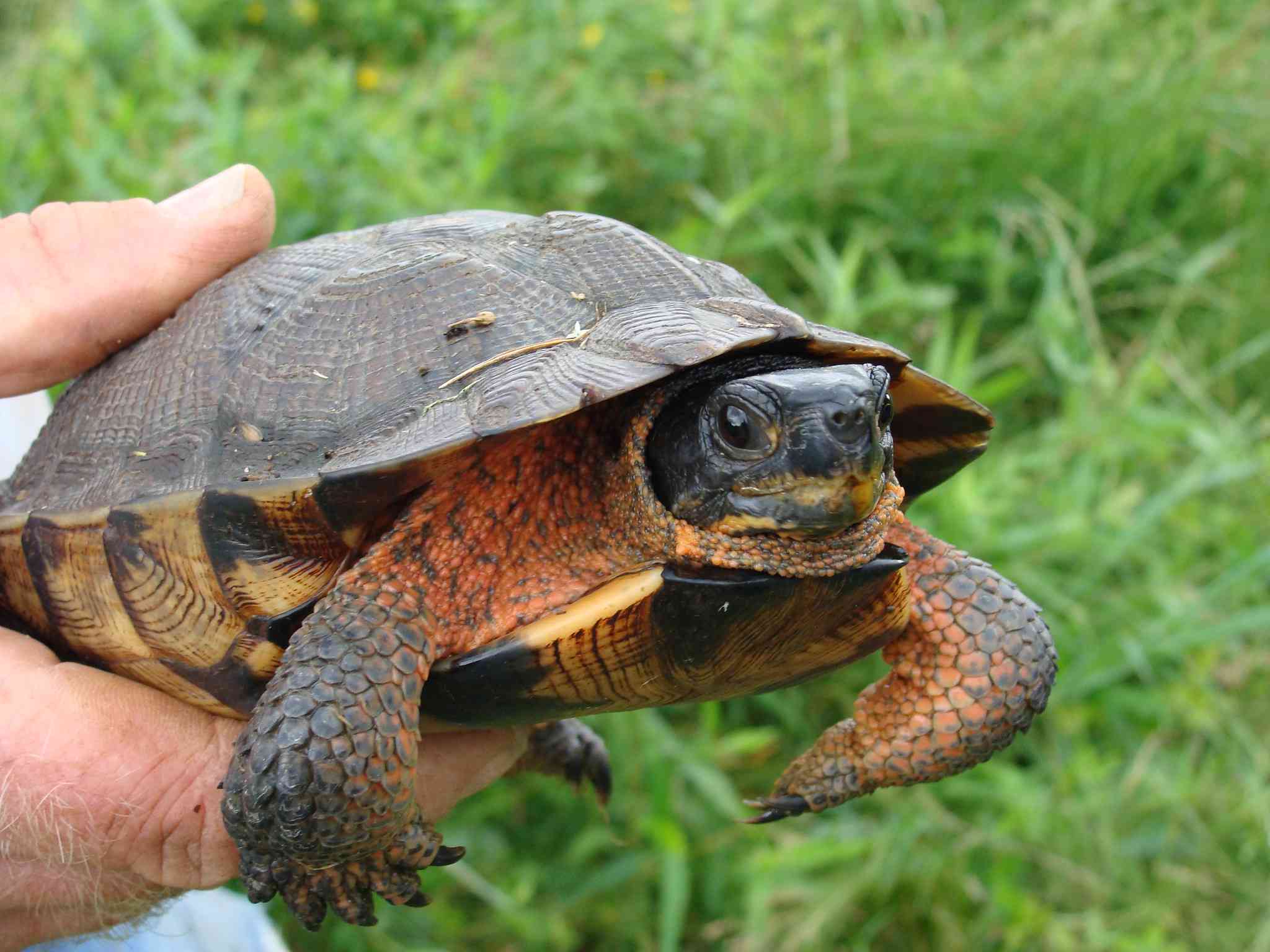 Wood Turtle being held above grass