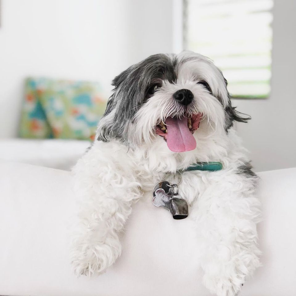 dog on sofa