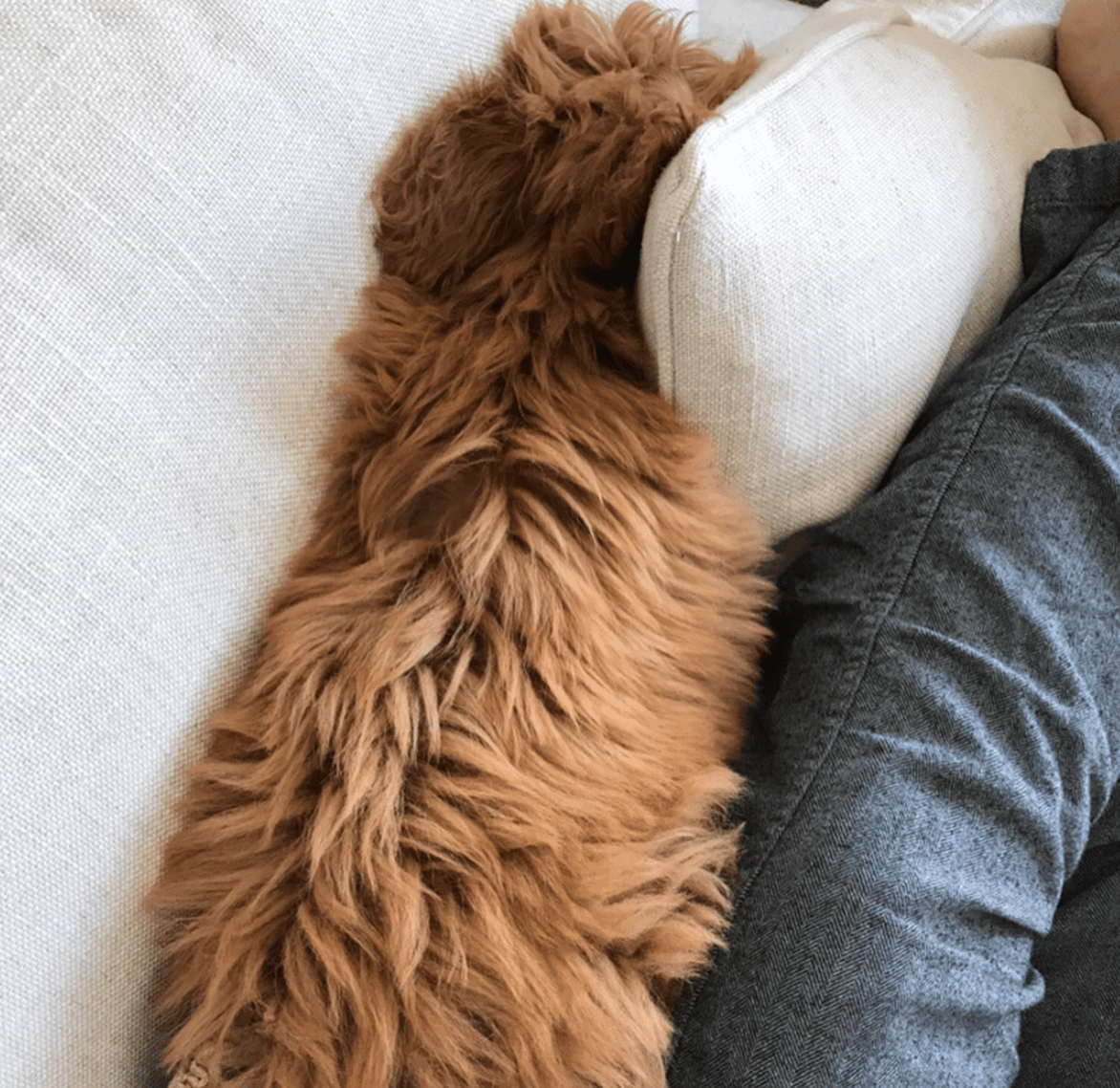 dog cuddling up to owner