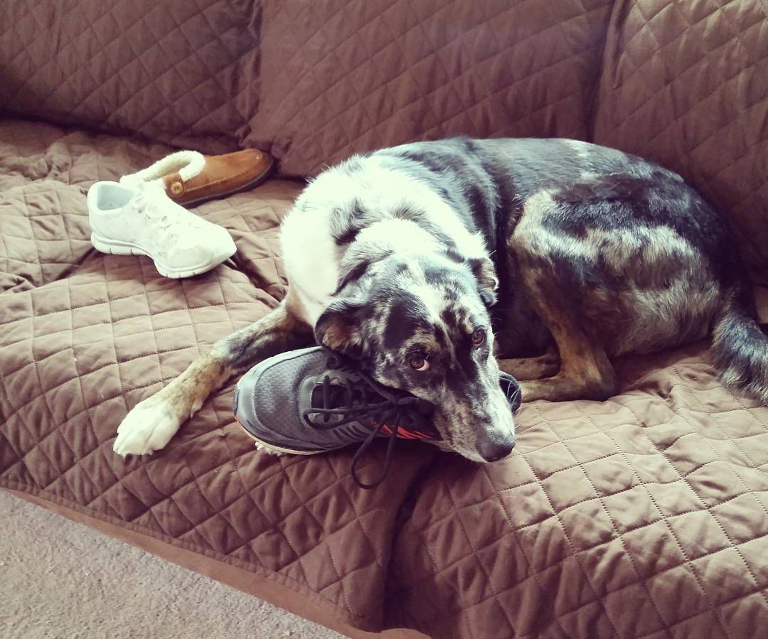 Dog chewing on shoe