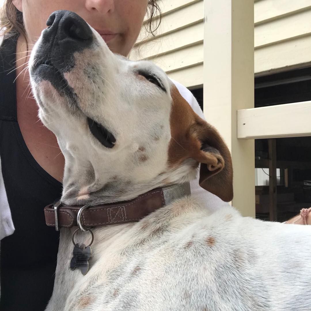 Dog cuddling up to owner's chin