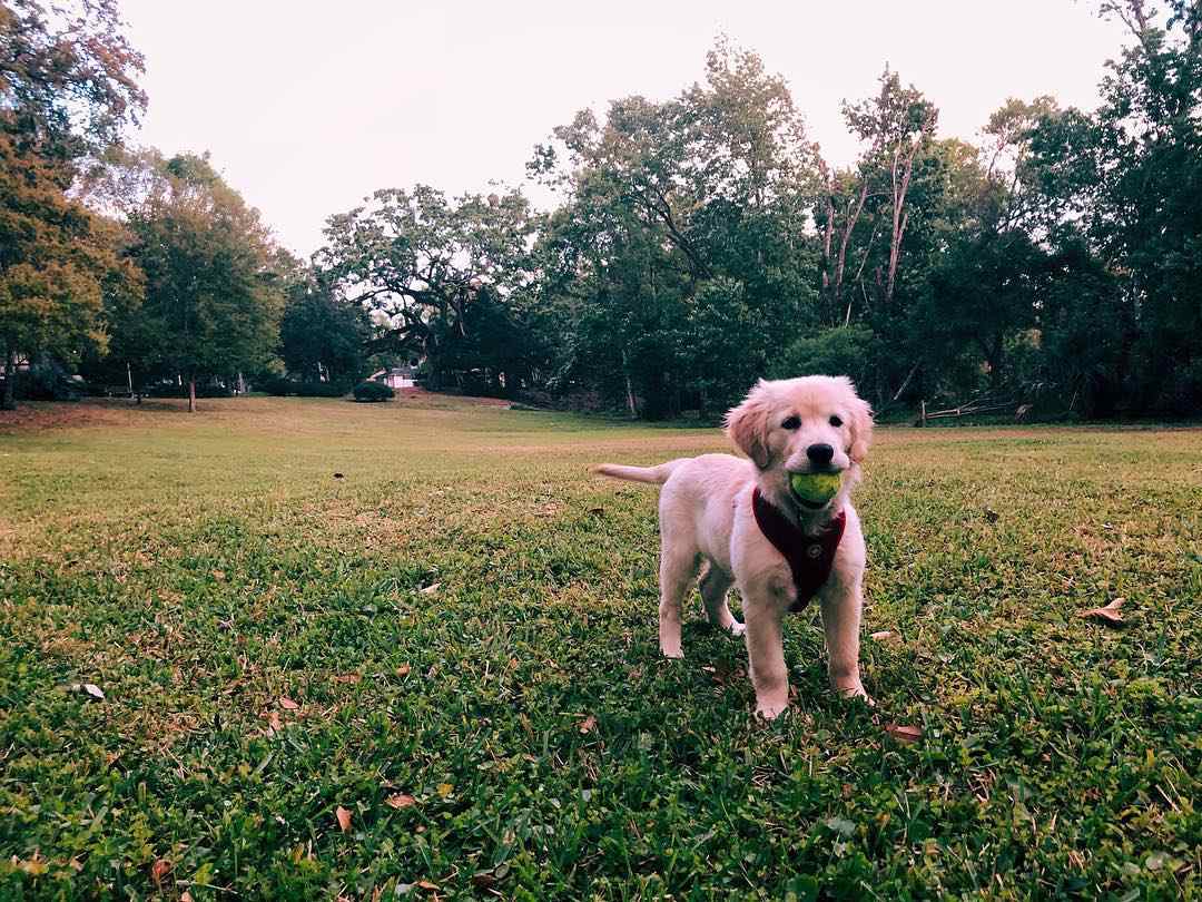 Dog with ball in its mouth