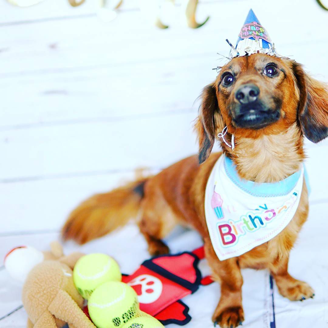 Dog in a cute birthday outfit