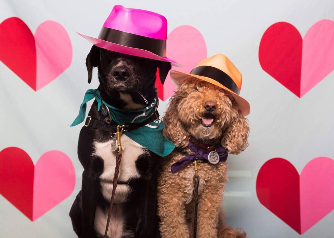 Two dogs dressed up for a photo booth