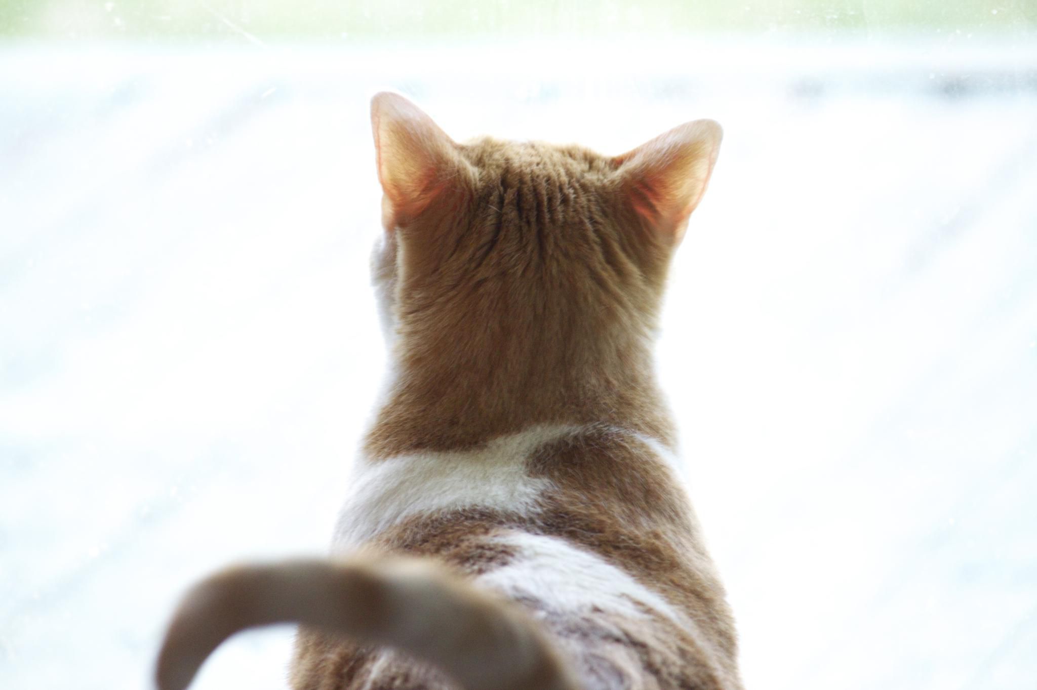 View of a cat from behind.