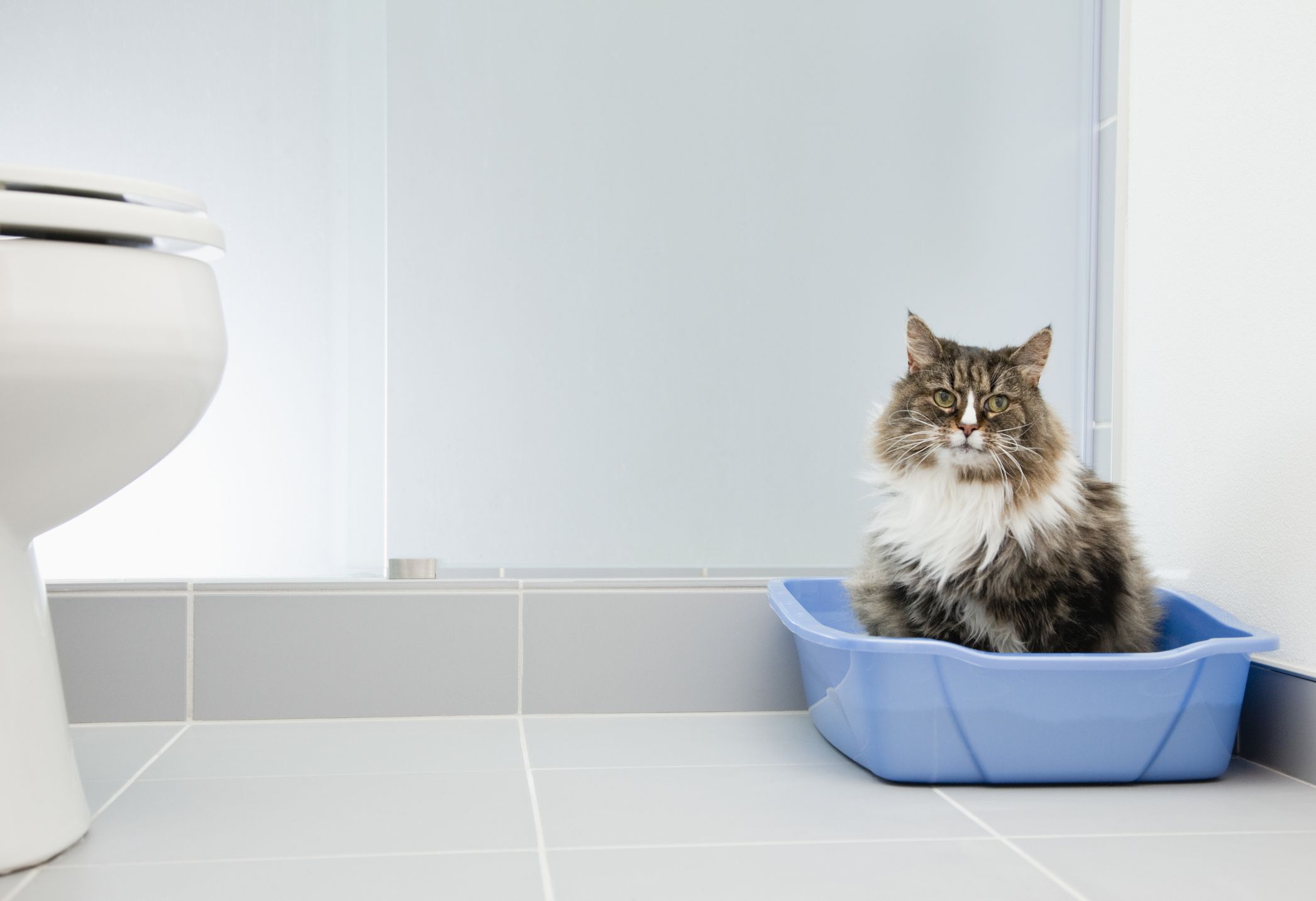 Cat sitting in a blue litter box in a bathroom.