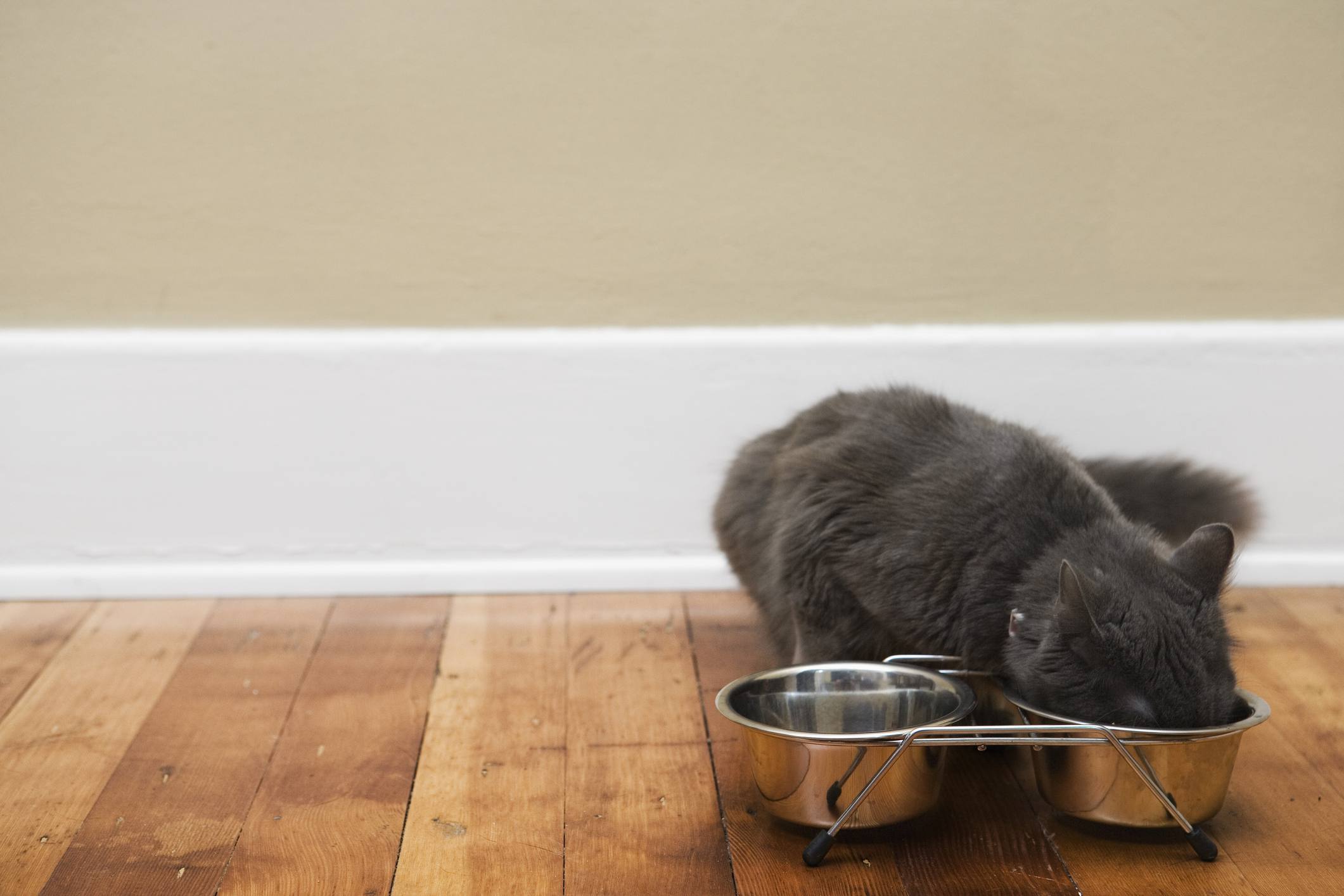 Cat eating food out of a stainless steel food dish.