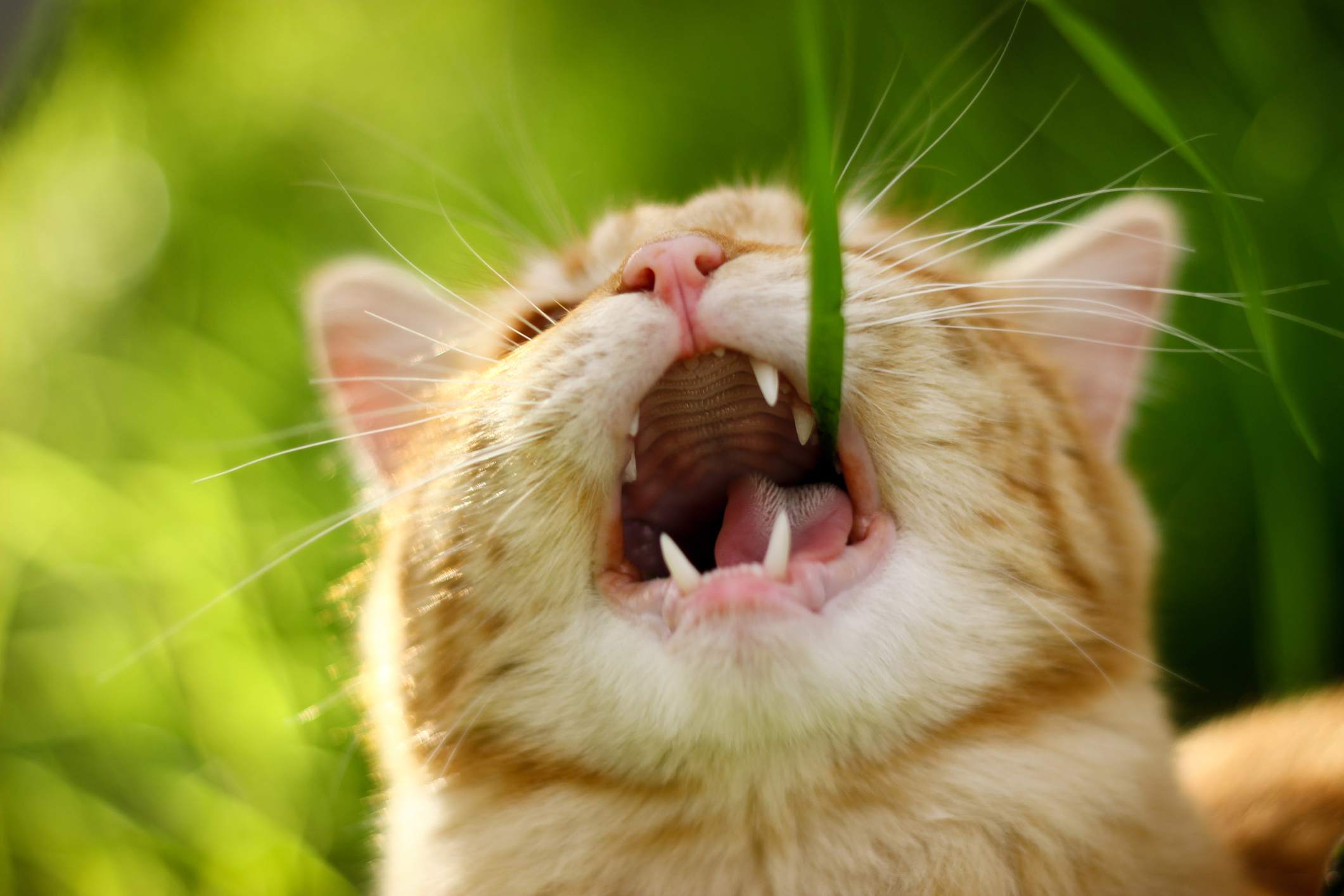 Cat eating a piece of grass.