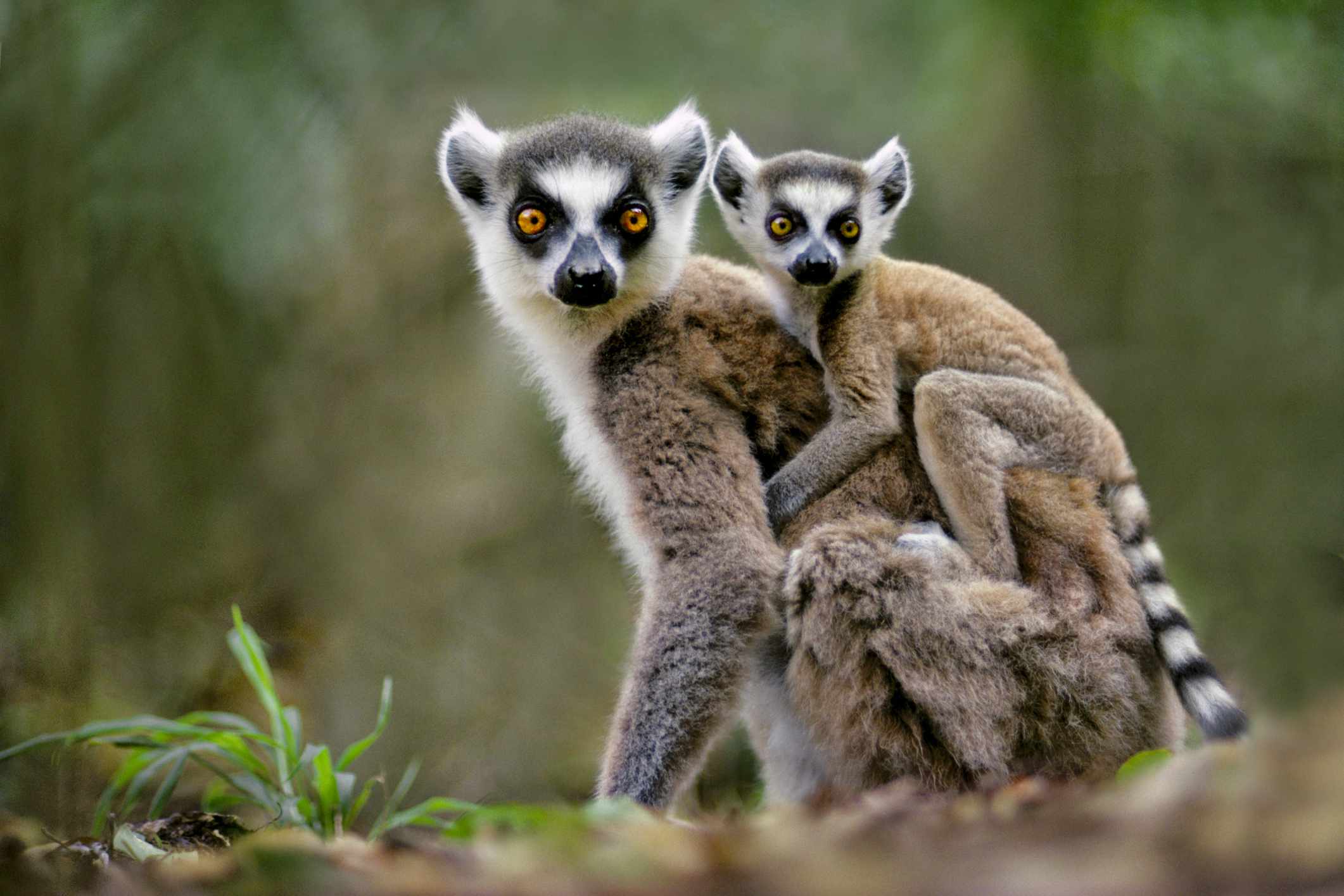Ring-tailed lemur with a baby on its back