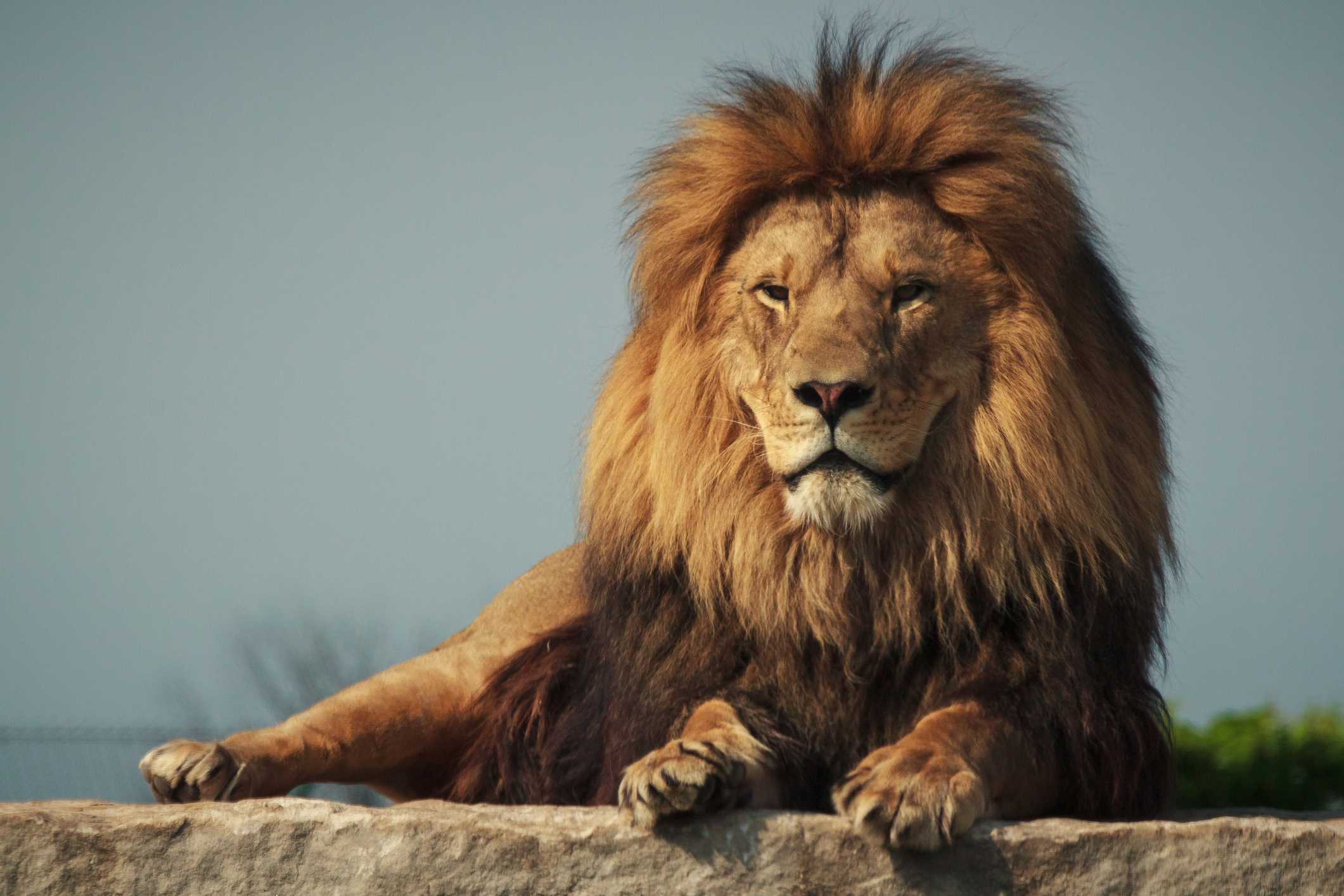 Male African lion lying on a rock