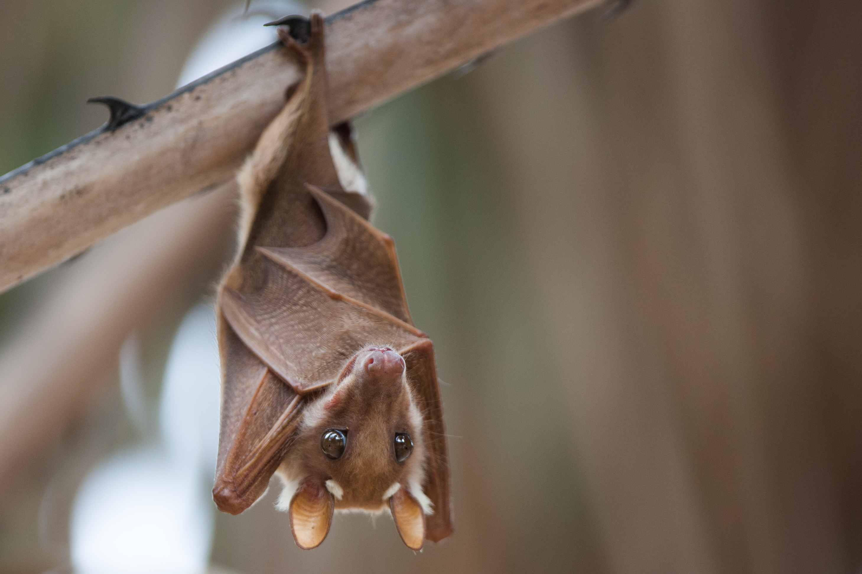 Egyptian fruit bat hanging upside-down